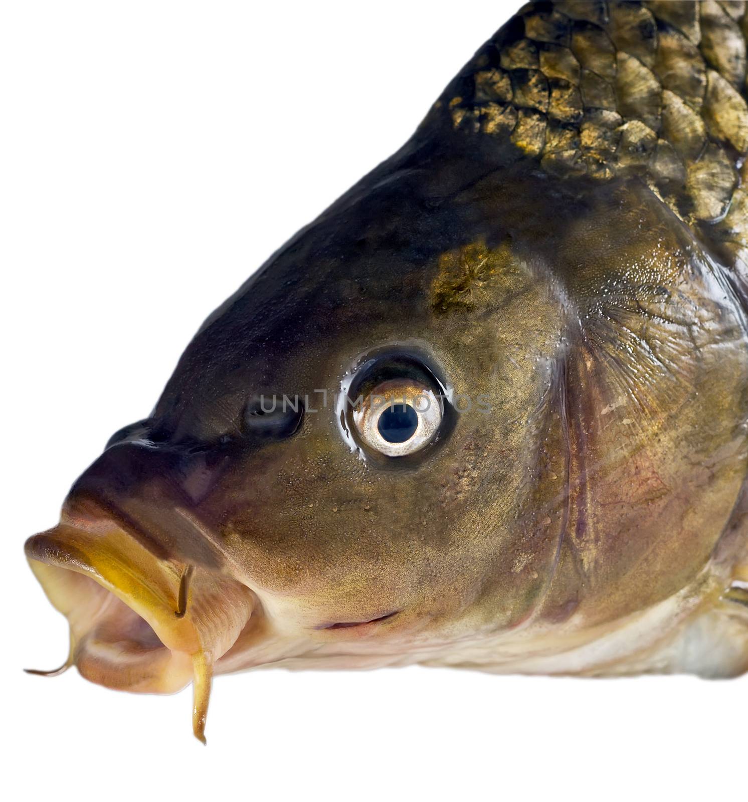 Big carp isolated on white background, Live fish with flowing fins, River fish food