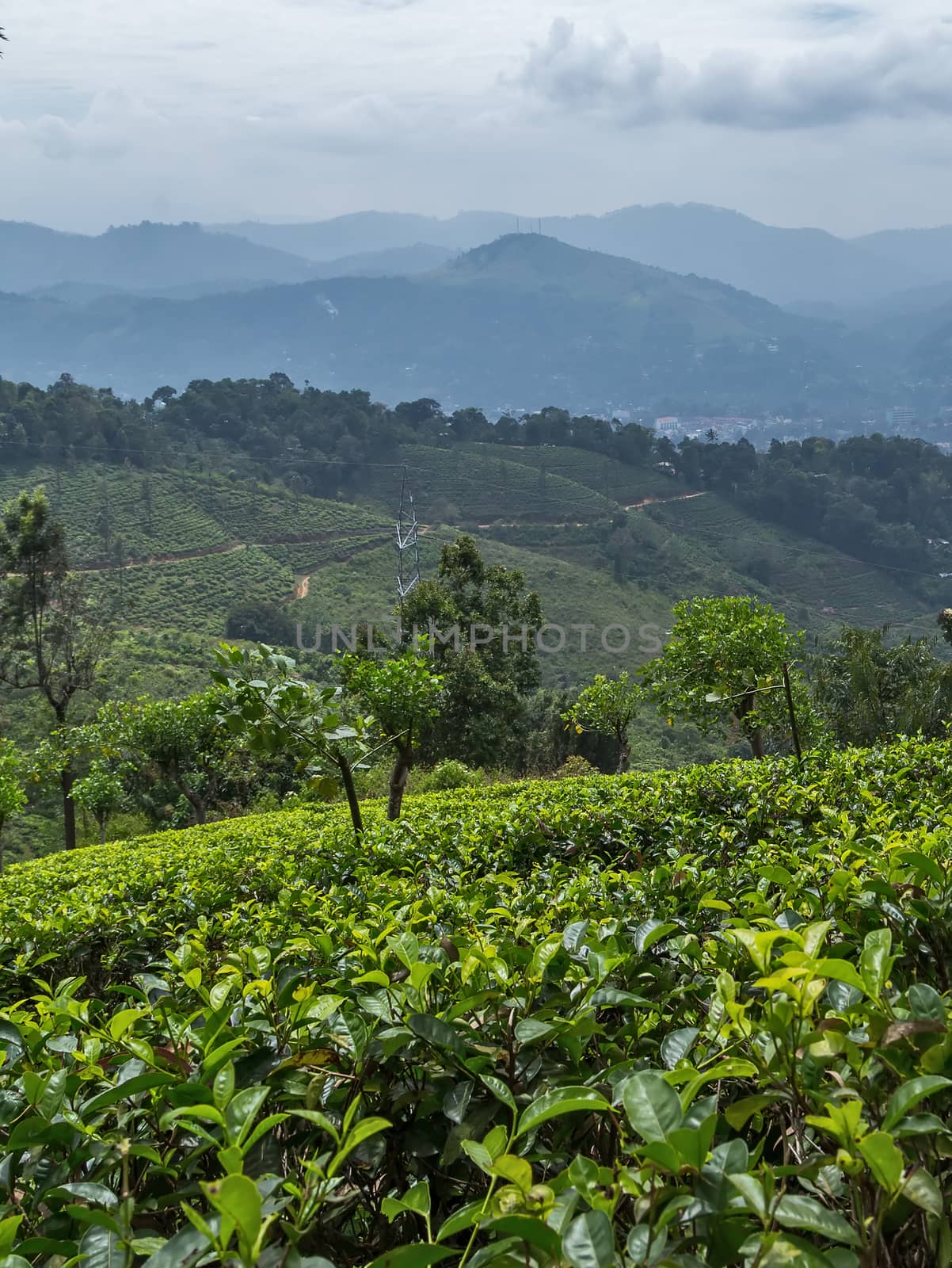 Cultivation areas - Landscape with green fields of tea in Sri Lanka