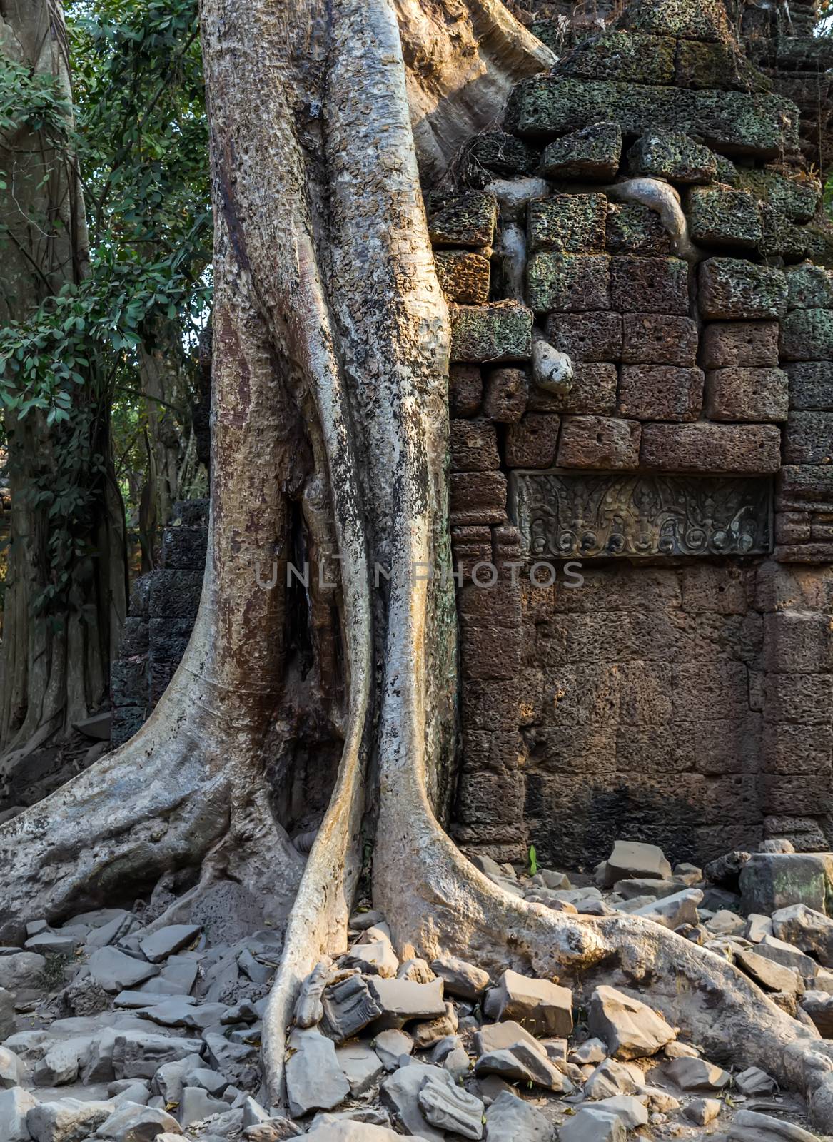 Old banyan tree roots in ruin Ta Prohm, part of Khmer temple complex, Asia. Siem Reap, Cambodia. Ancient Khmer architecture in jungle.