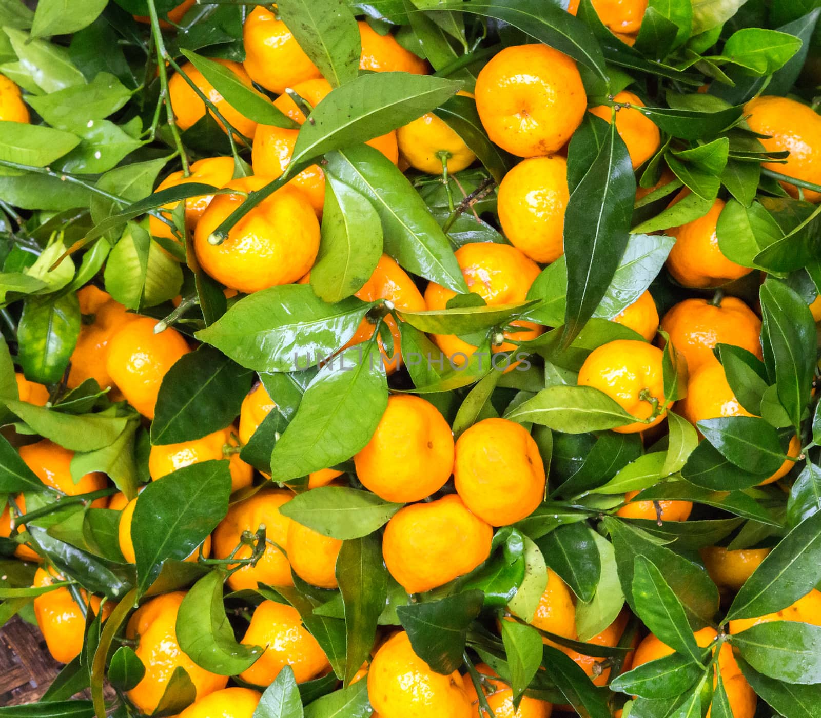 Ripe tangerine fruits green leaf background.