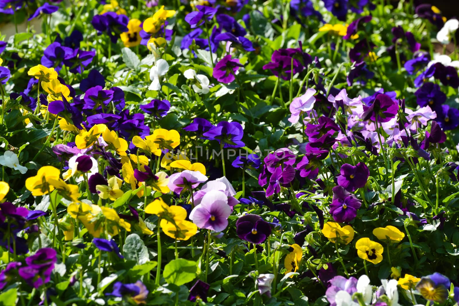 A garden bed of various colorful pansy flowers (Viola sp.), Pretoria, South Africa