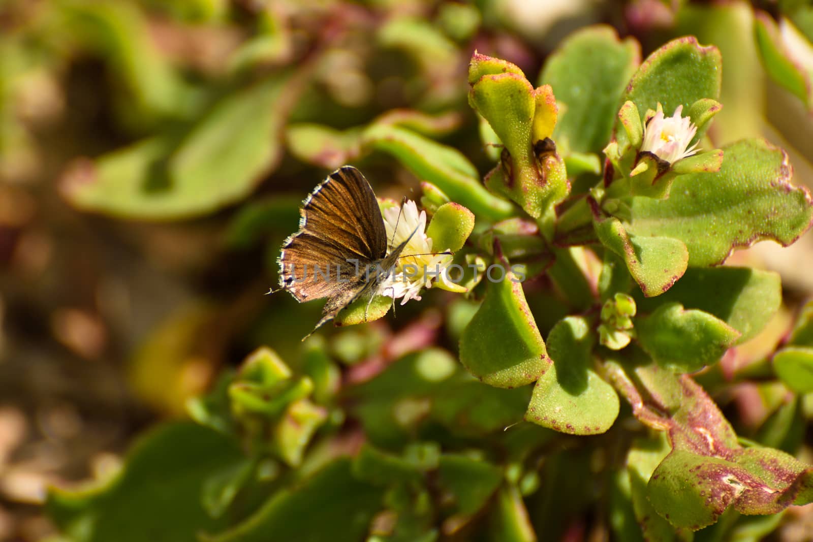 A geranium bronze butterfly (Cacyreus marshalli) with its wings spread feeding on an ice plant flower, Mossel Bay, South Africa