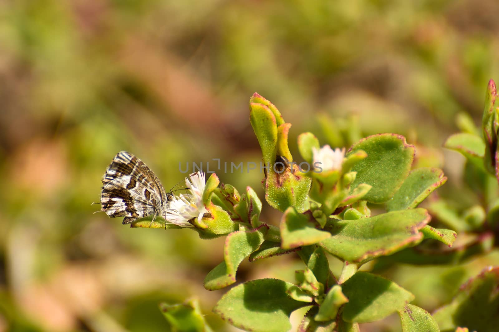 Feeding Geranium Bronze Butterfly (Cacyreus marshalli) by jjvanginkel