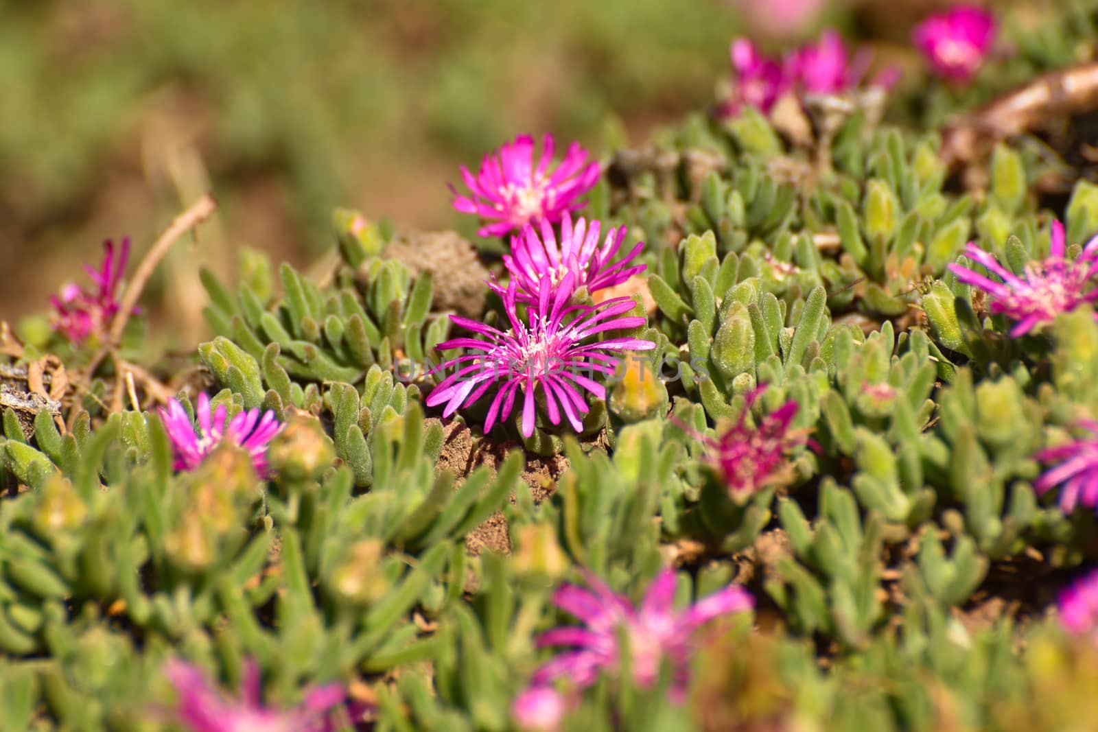 Bright Pink Trailing Ice Plant Flowers (Delosperma cooperi) by jjvanginkel