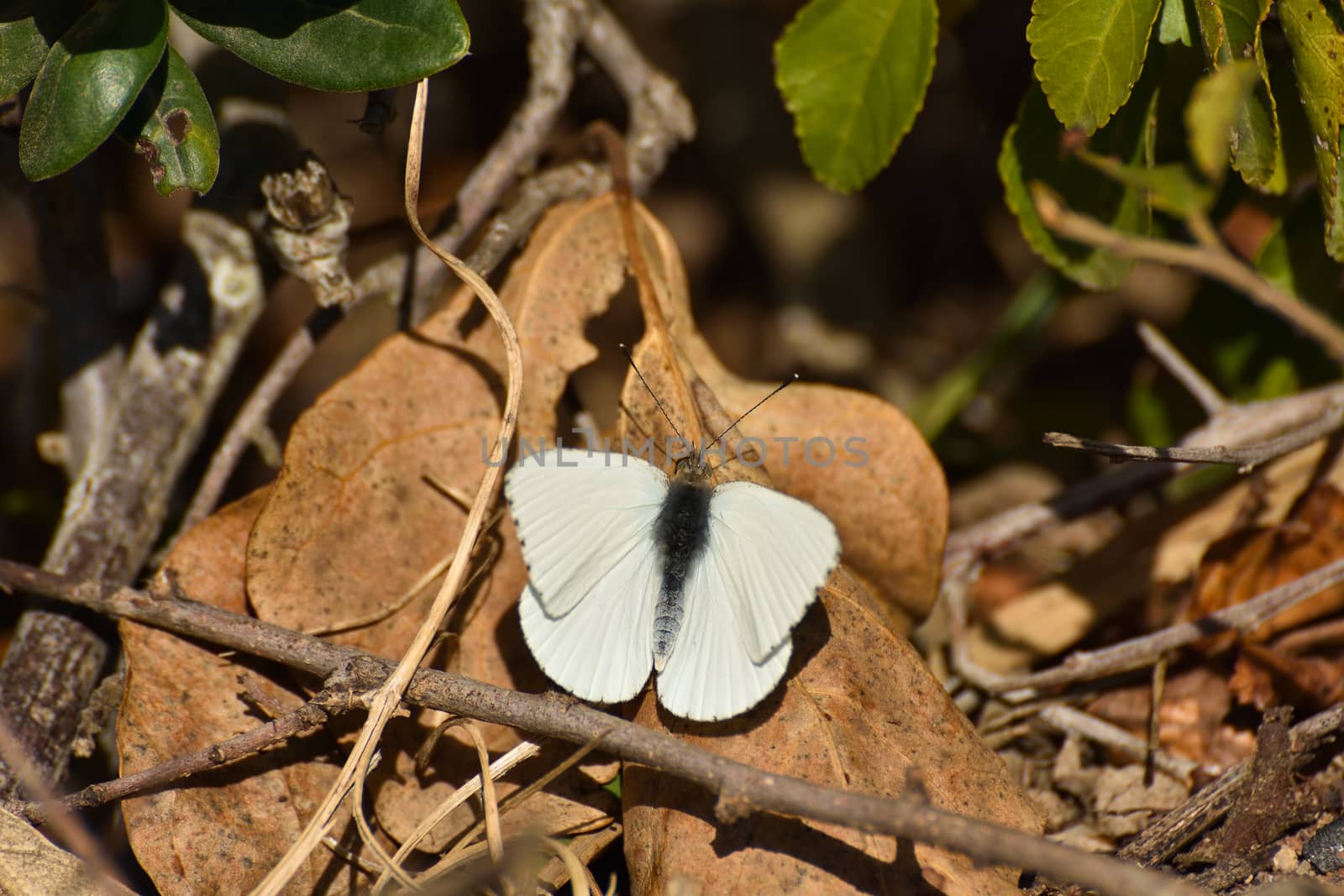 African Small White Butterfly On Groundcover (Dixeia charina charina) by jjvanginkel