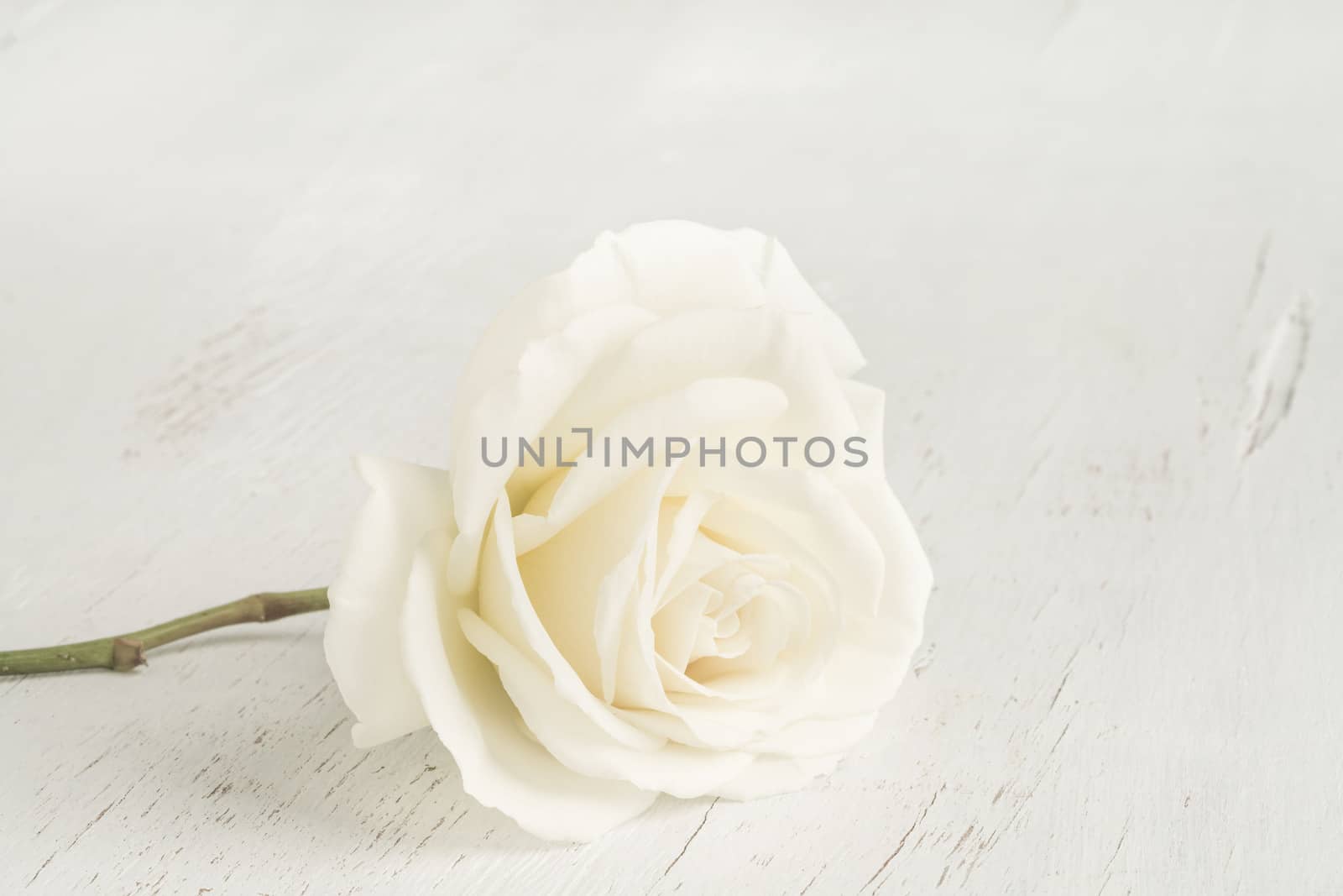 white rose on a wooden table with copy space by bernanamoglu
