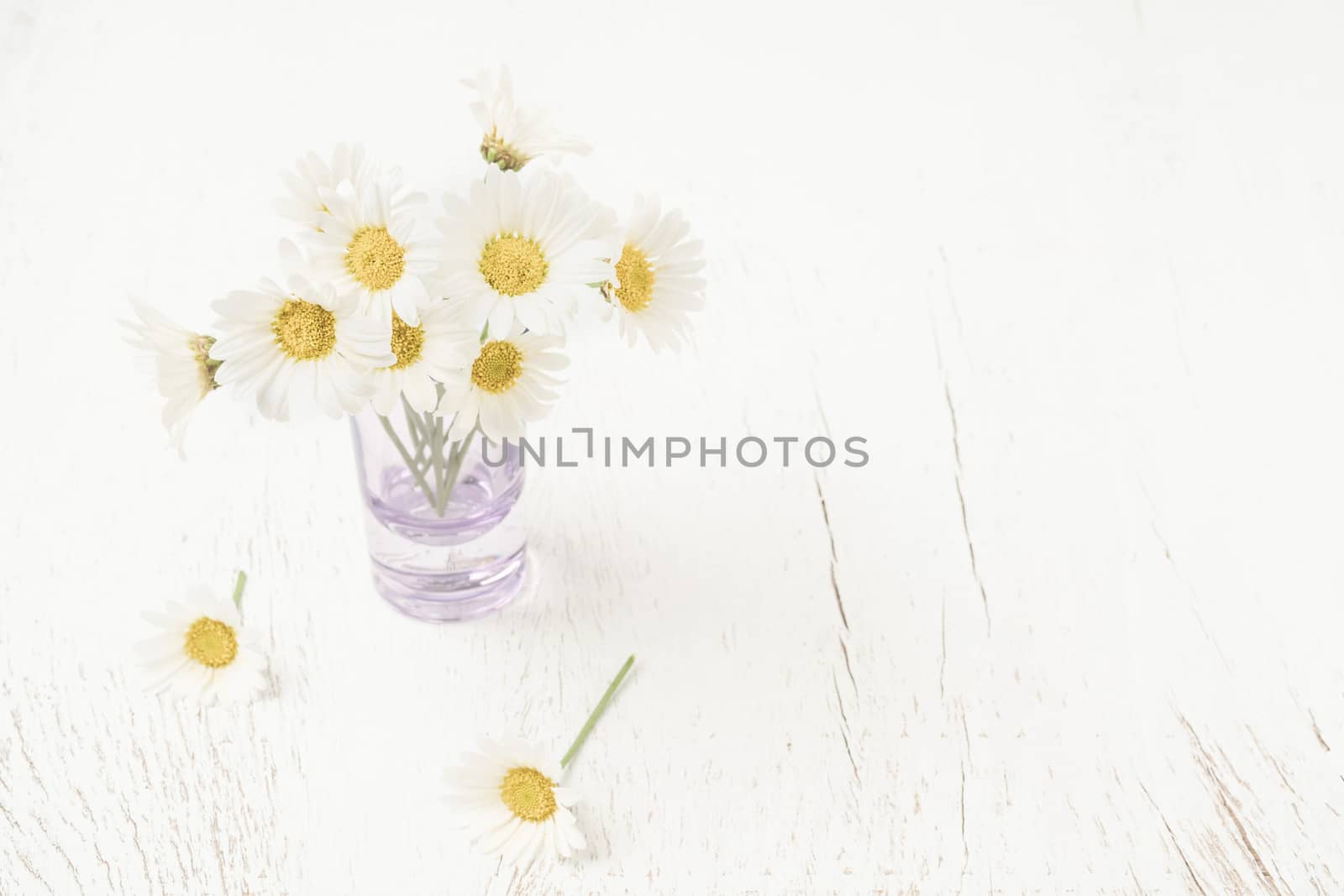 daisy flowers in vase on table with copy space by bernanamoglu