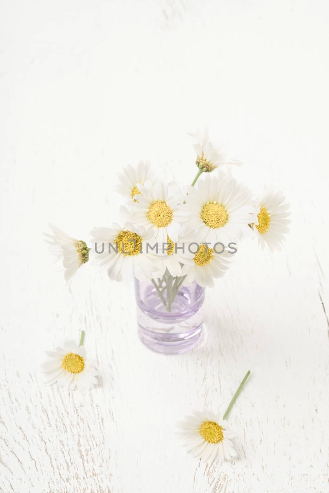 daisy flowers in vase on table with copy space by bernanamoglu