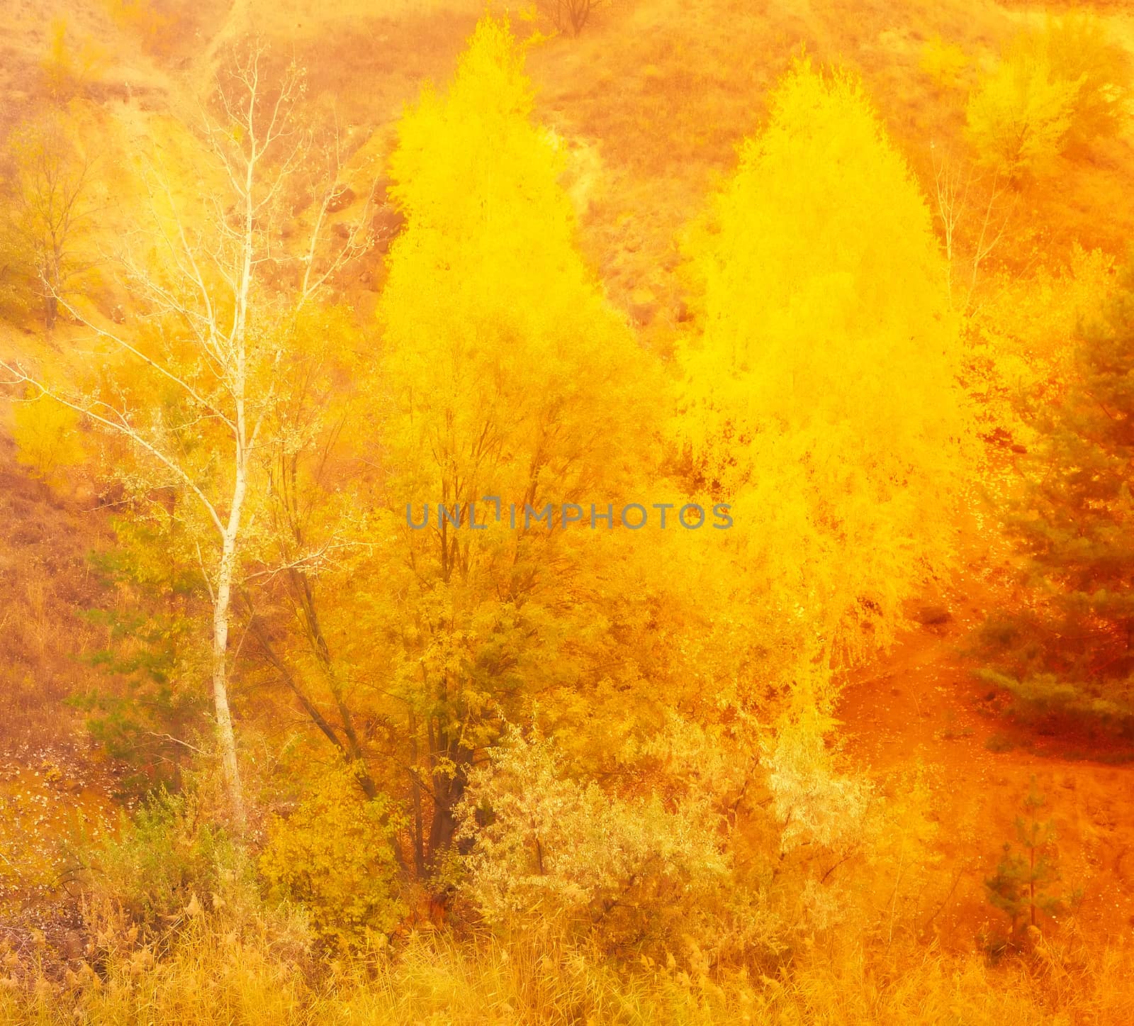 Sunlight Autumn beech leaves decorate a beautiful nature bokeh background with forest ground