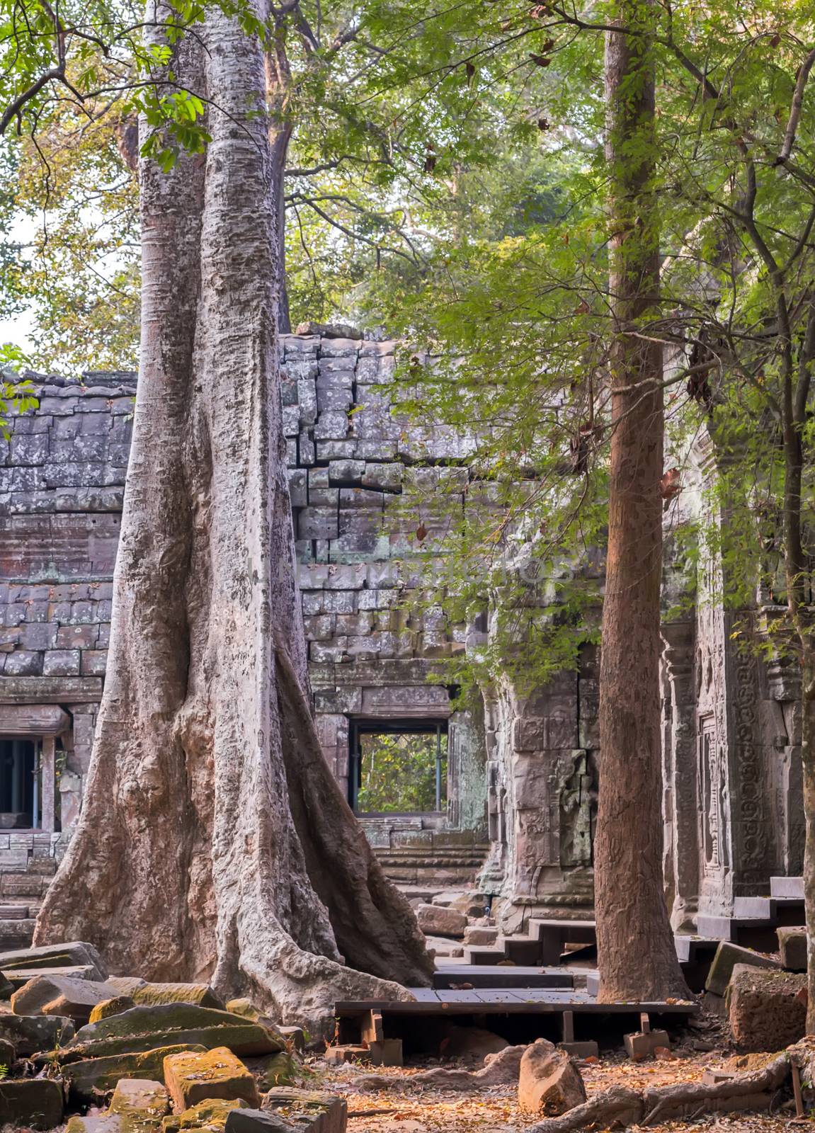 banyan old tree roots in ruin Ta Prohm, part of Khmer temple complex, Asia. Siem Reap, Cambodia. Ancient Khmer architecture in jungle.