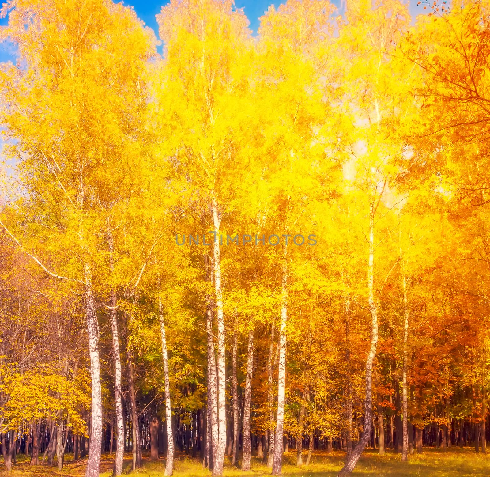 Sunlight Autumn beech leaves decorate a beautiful nature bokeh background with forest ground