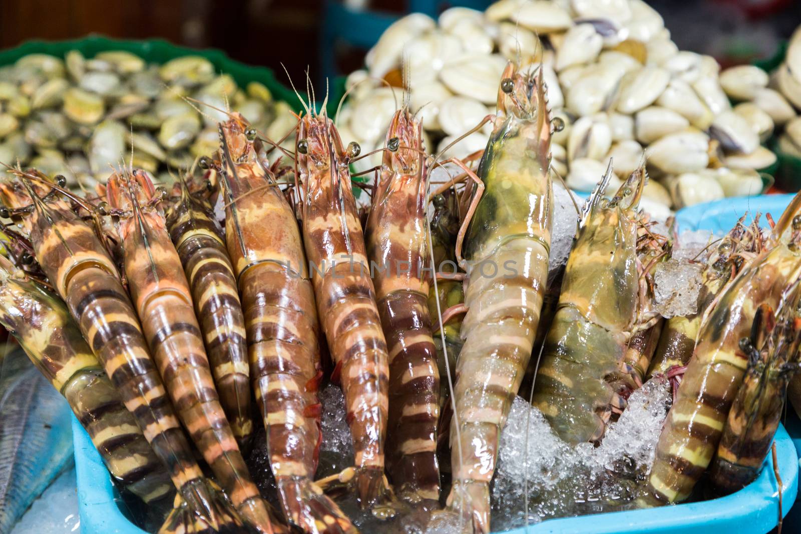 shrimp fresh cool on ice at street market