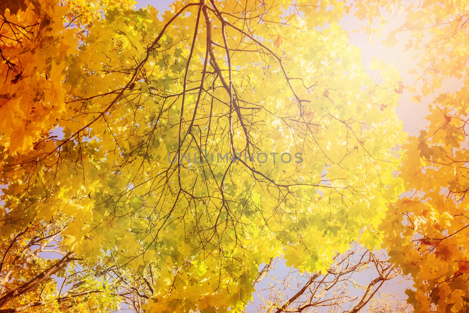 Falls Color Forest, Autumnal Park, Autumn Trees, Autumn background