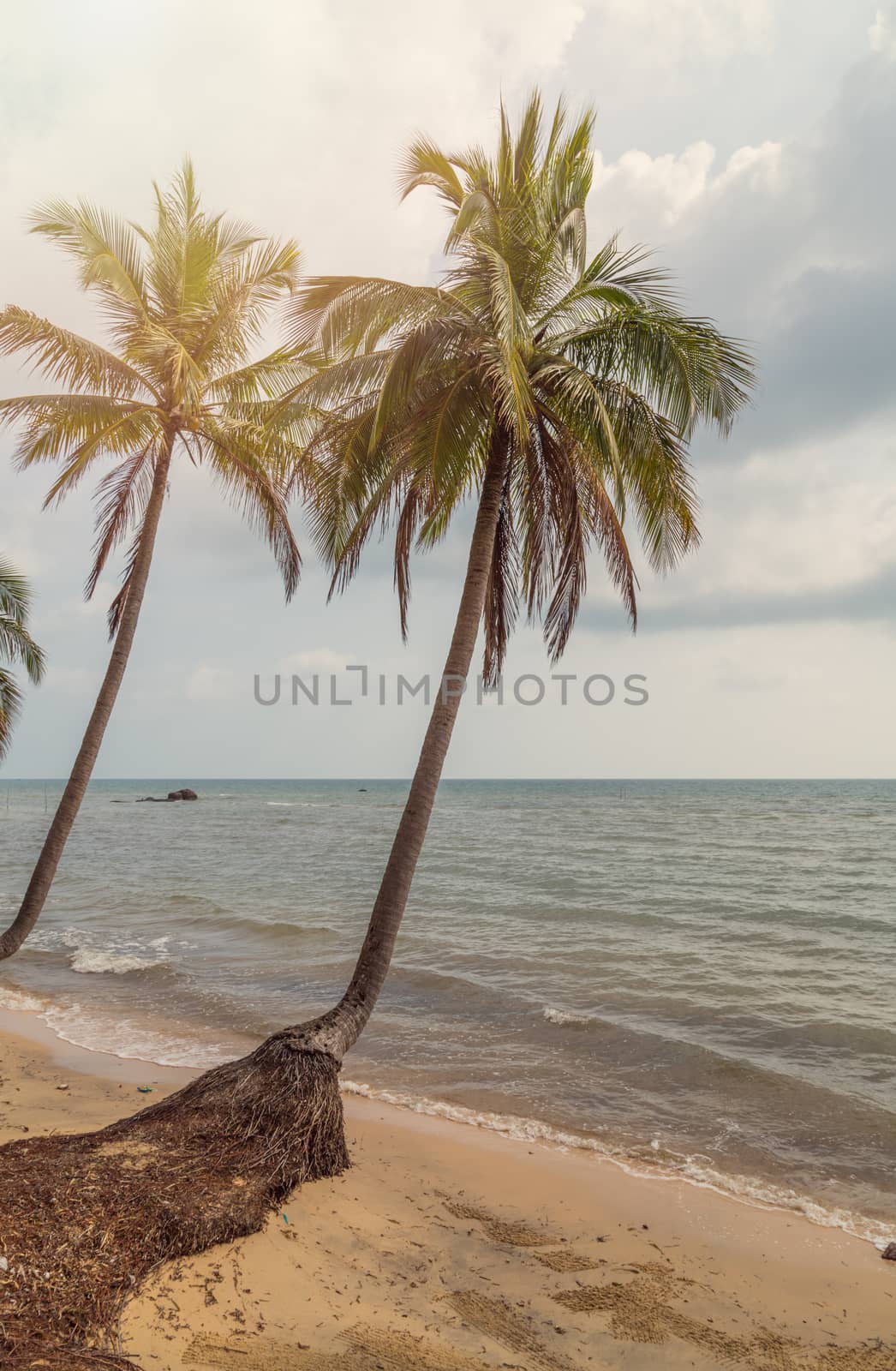 Coconut Palm tree on the sandy beach - Summer nature scene.