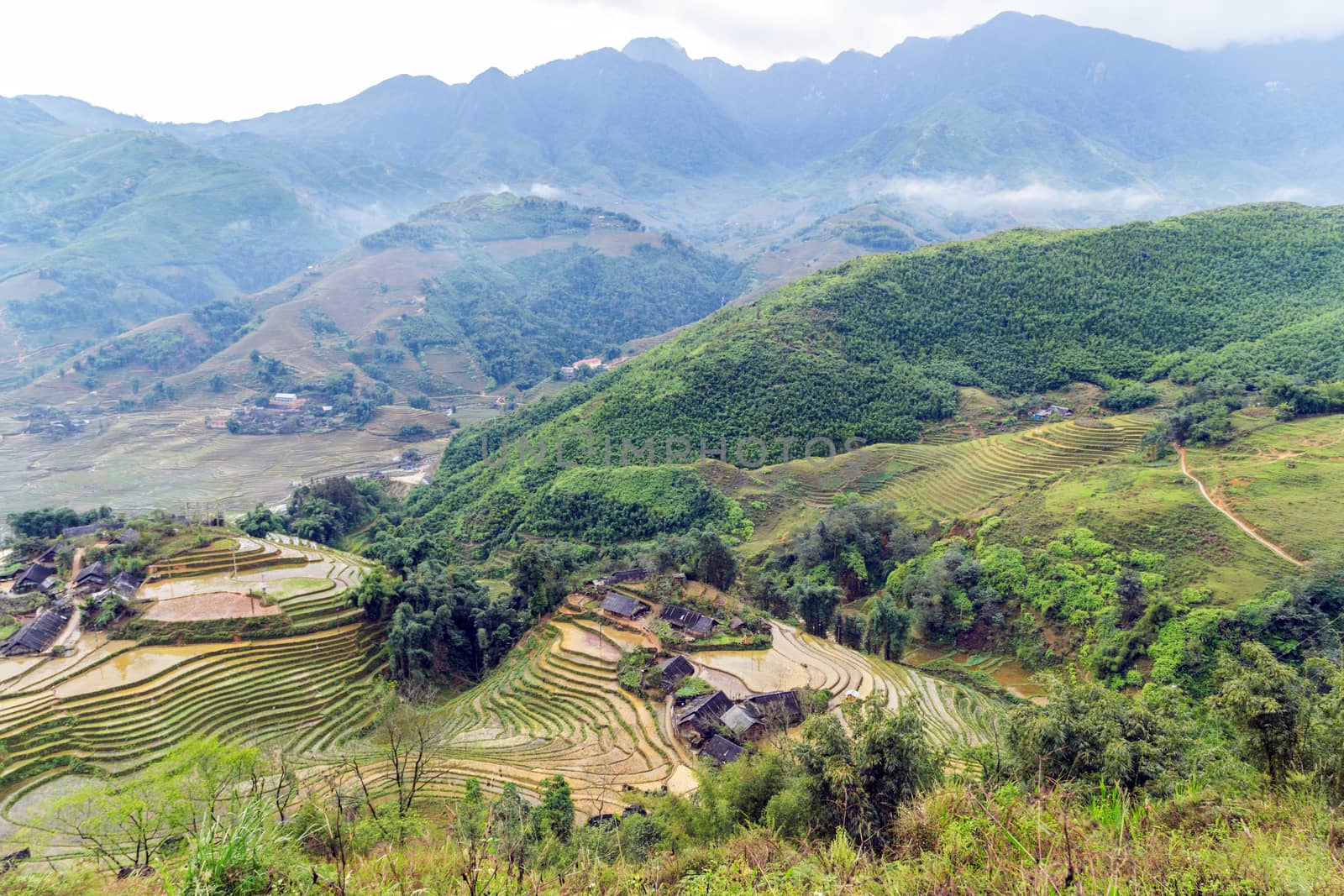 Rice fields on terraced mountain farm landscapes Lao Cai province, Sapa Viet Nam, Northwest Vietnam.