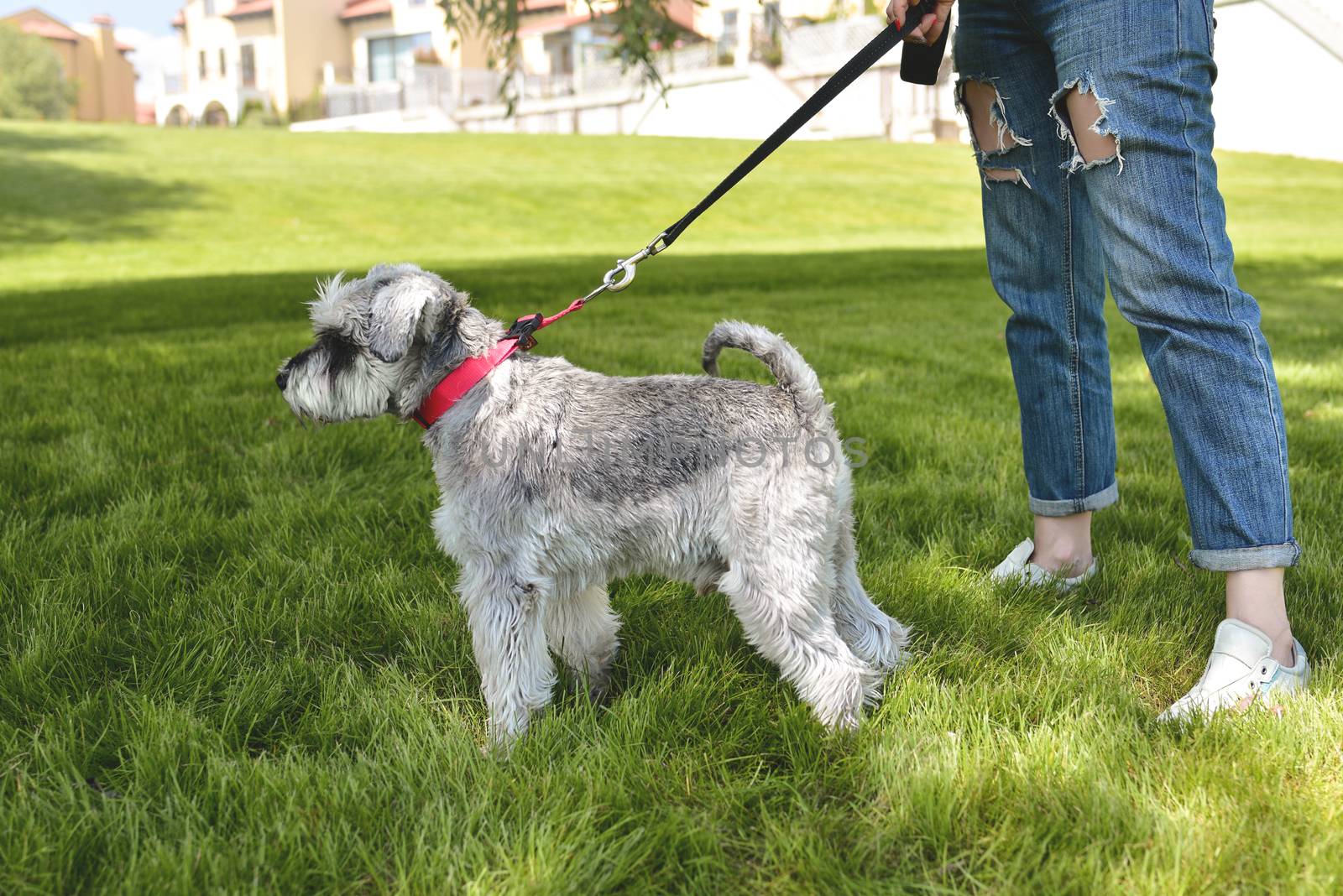 The owner of the dog walks his beautiful dog Schnauzer in the park. close view