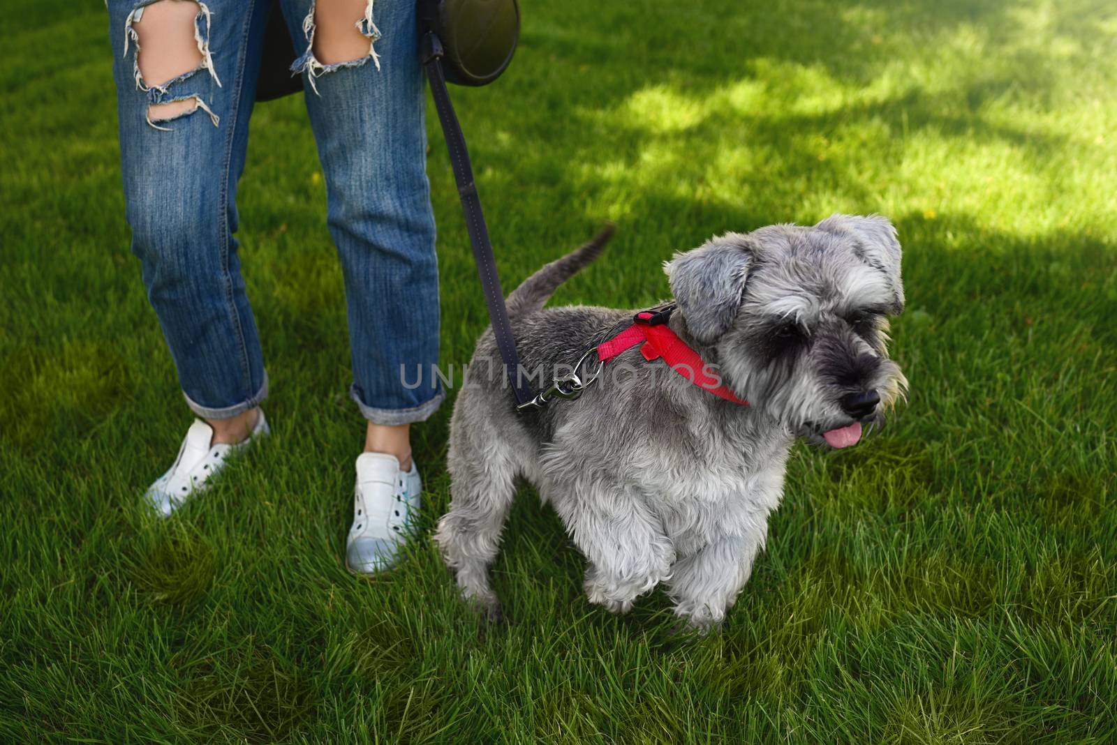 The owner of the dog walks his beautiful dog Schnauzer in the park. close view
