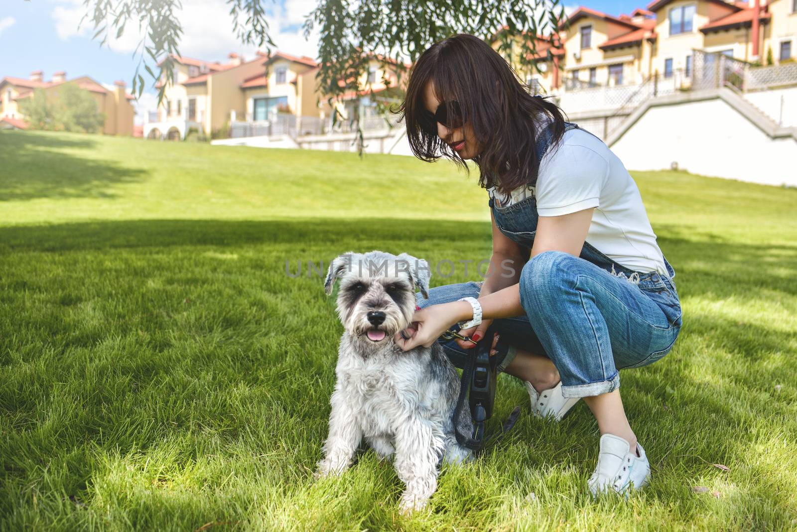 The owner of the dog walks his beautiful dog Schnauzer in the park. close view