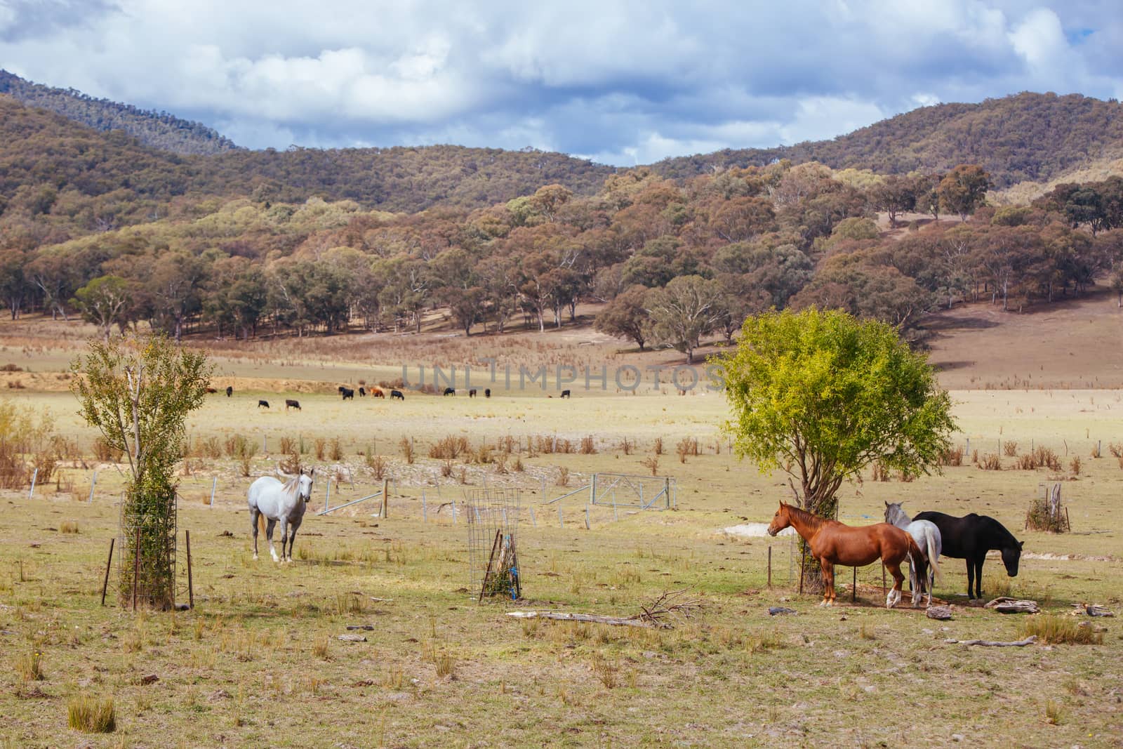 Australian Road Scene near Snowy Mountains by FiledIMAGE