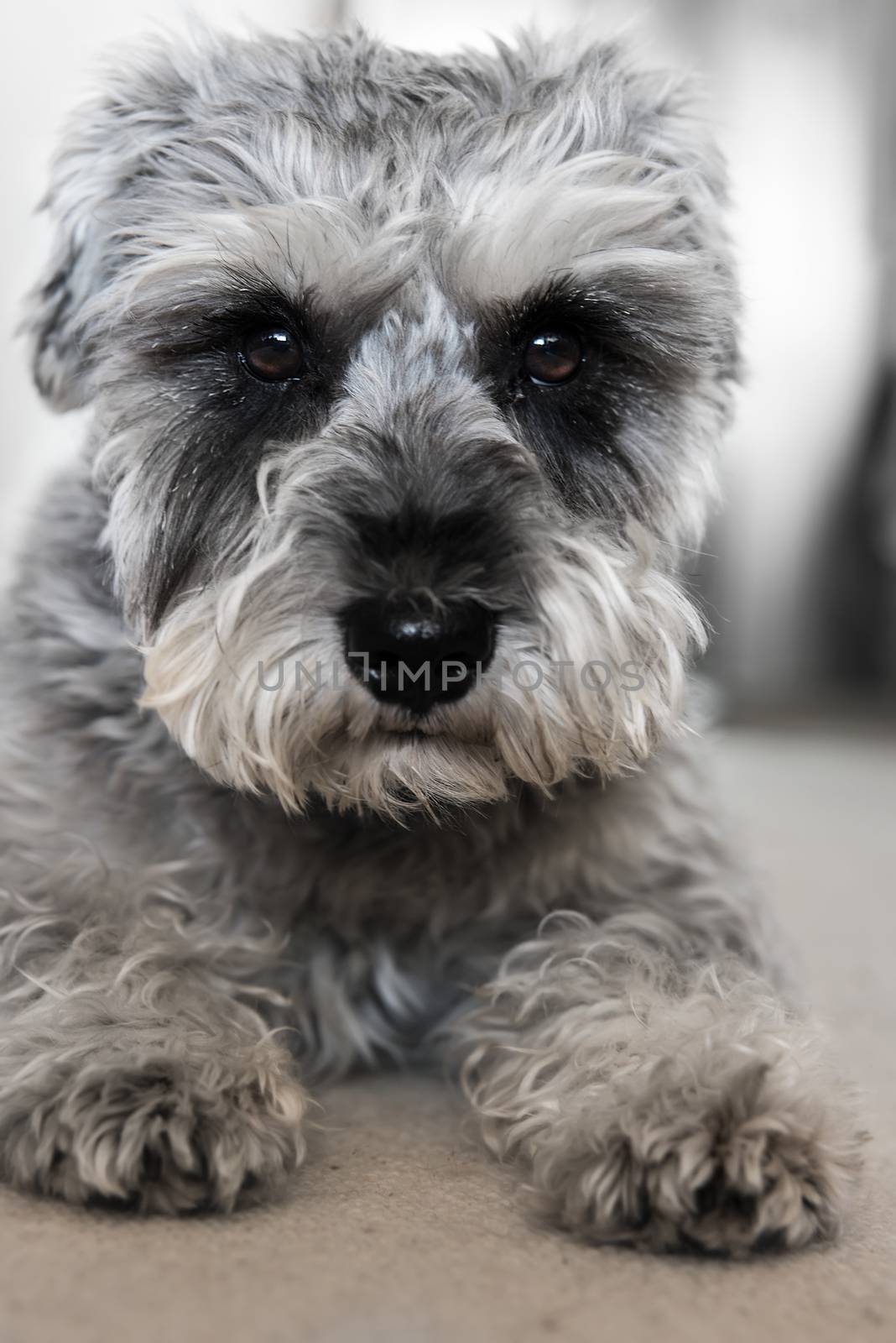 Puppy miniature schnauzer lies on the floor, funny dog