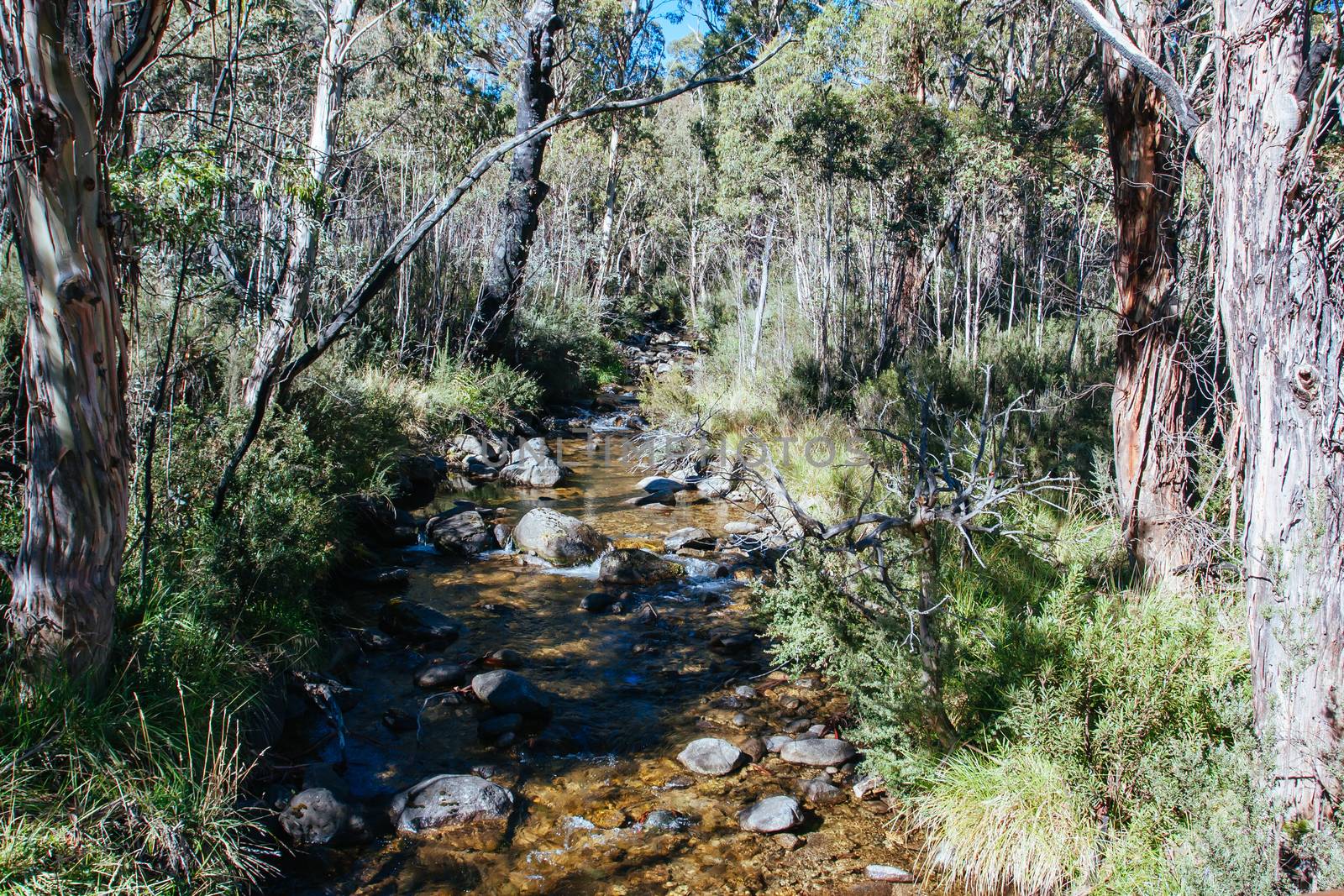 The popular Thredo Valley Track which is a walk and bike track that runs from Thredbo to Jindabyne thru Lake Crackenback in New South Wales, Australia