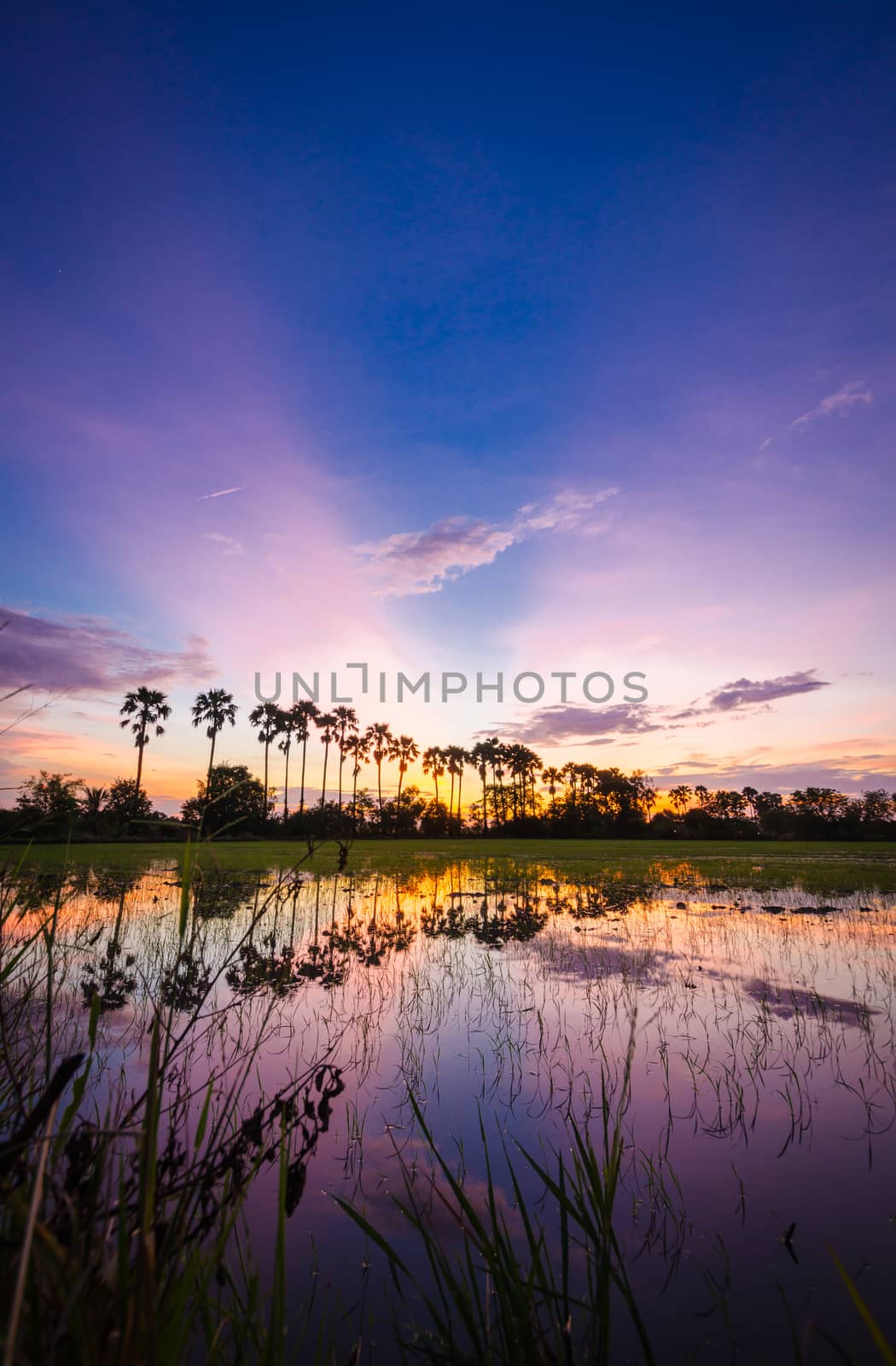 The silhouette of the toddy palms or sugar palm in the field with the colorful sky after sunset background