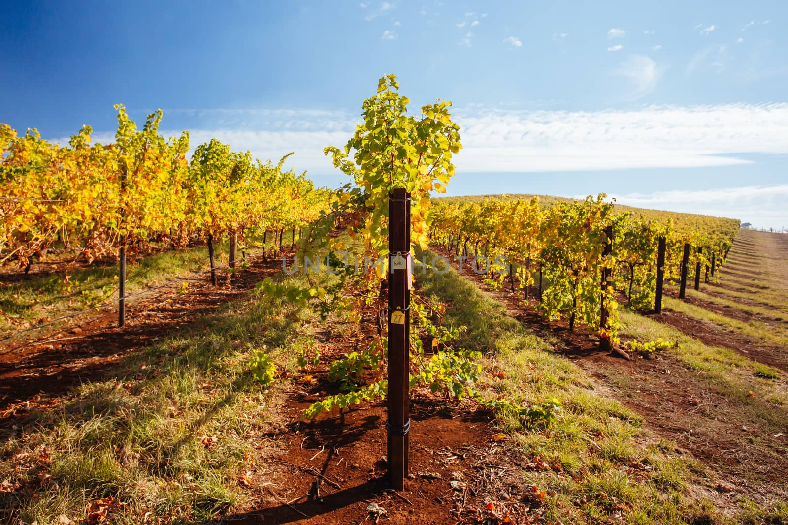 King Valley Vineyard in Australia by FiledIMAGE