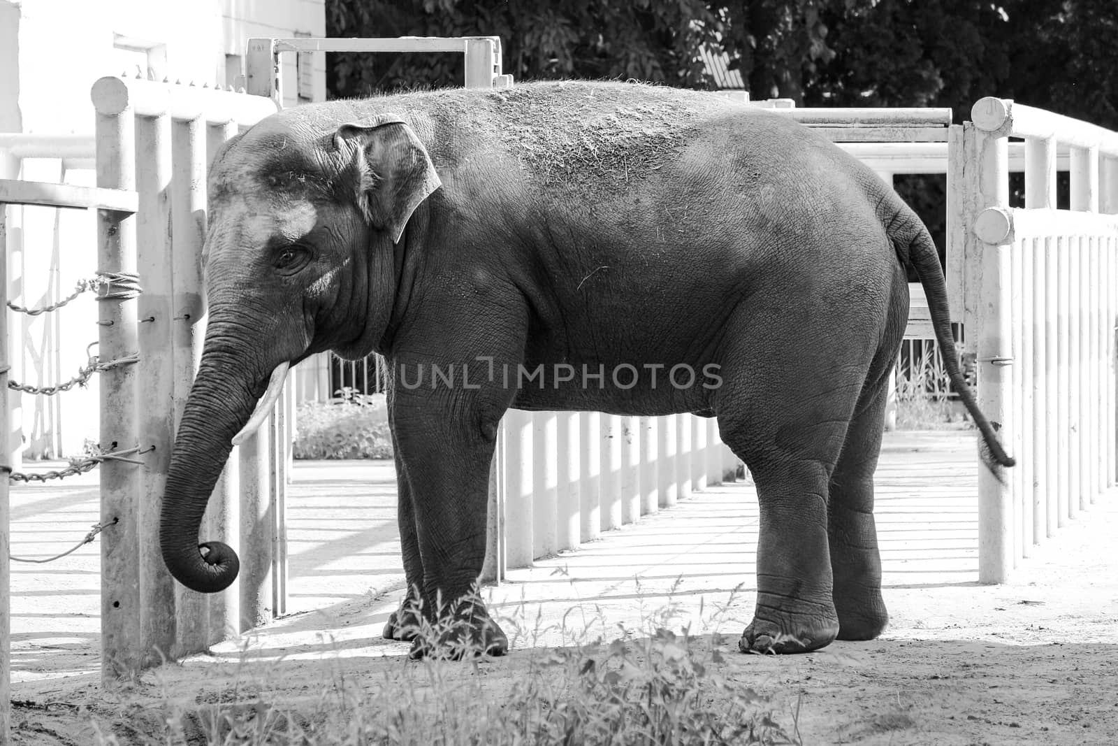 African elephant in the zoo, wild animal