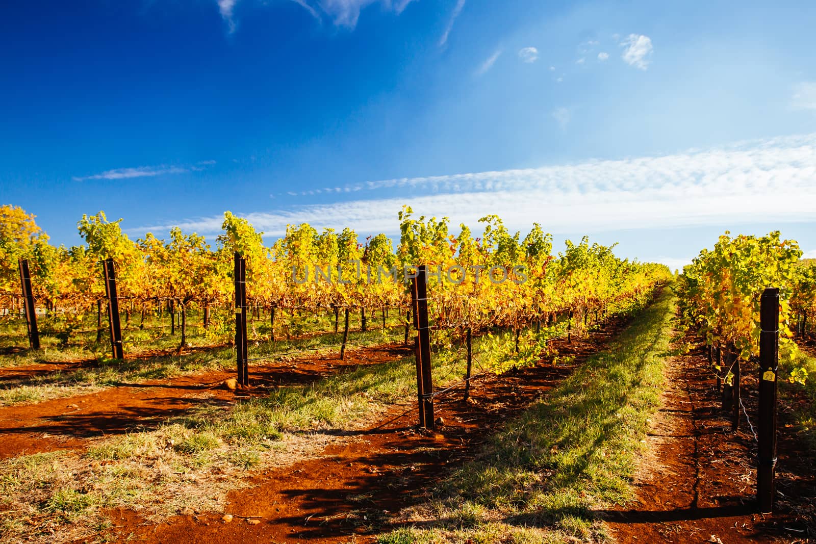 The sun sets over recently picked vines on a warm autum evening in Myrrhee in the King Valley, Victoria, Australia