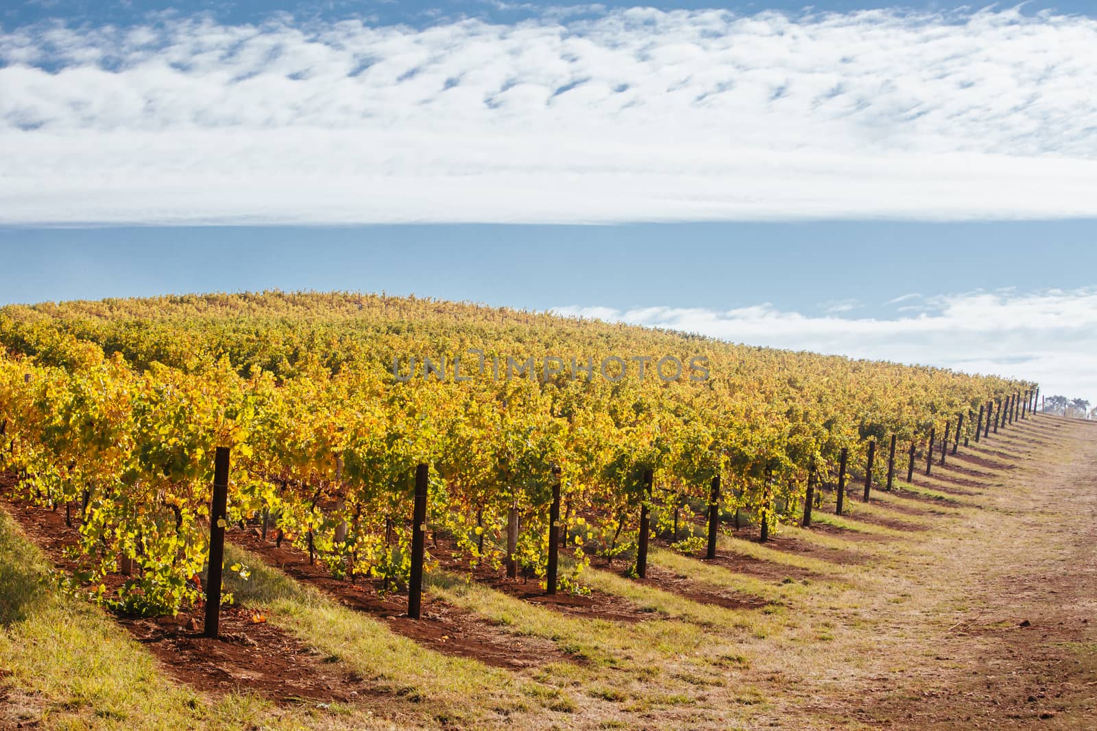King Valley Vineyard in Australia by FiledIMAGE