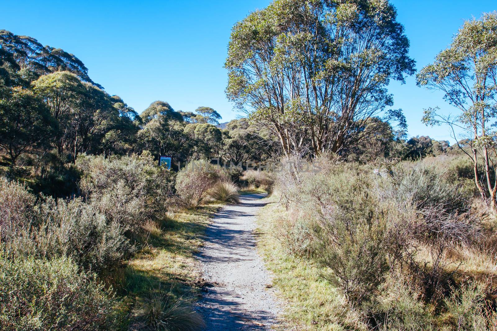 The popular Thredo Valley Track which is a walk and bike track that runs from Thredbo to Jindabyne thru Lake Crackenback in New South Wales, Australia