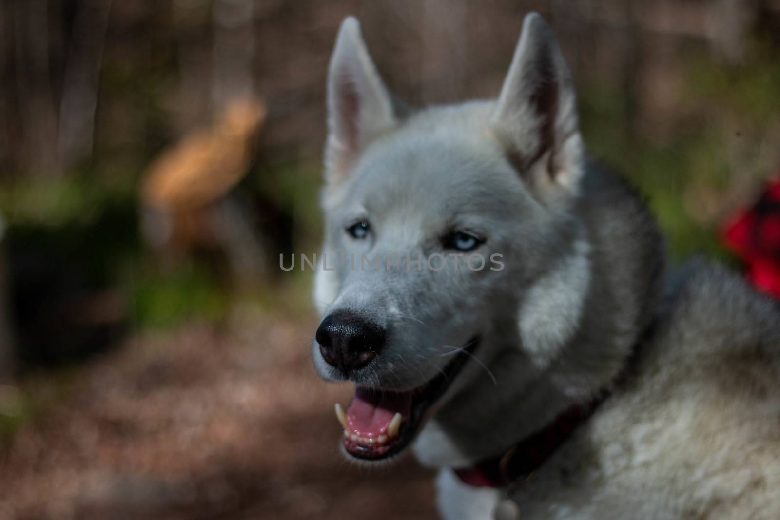 Portrait of gorgeous Siberian Husky dog standing in the bright enchanting fall forest