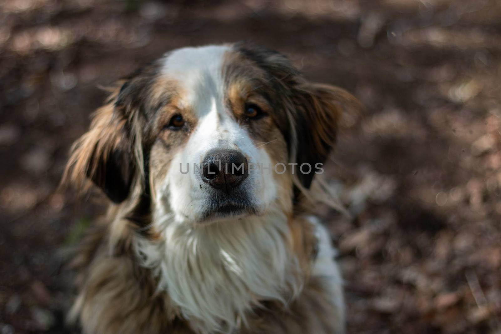 portrait big Bernese mountain dog. forest on background