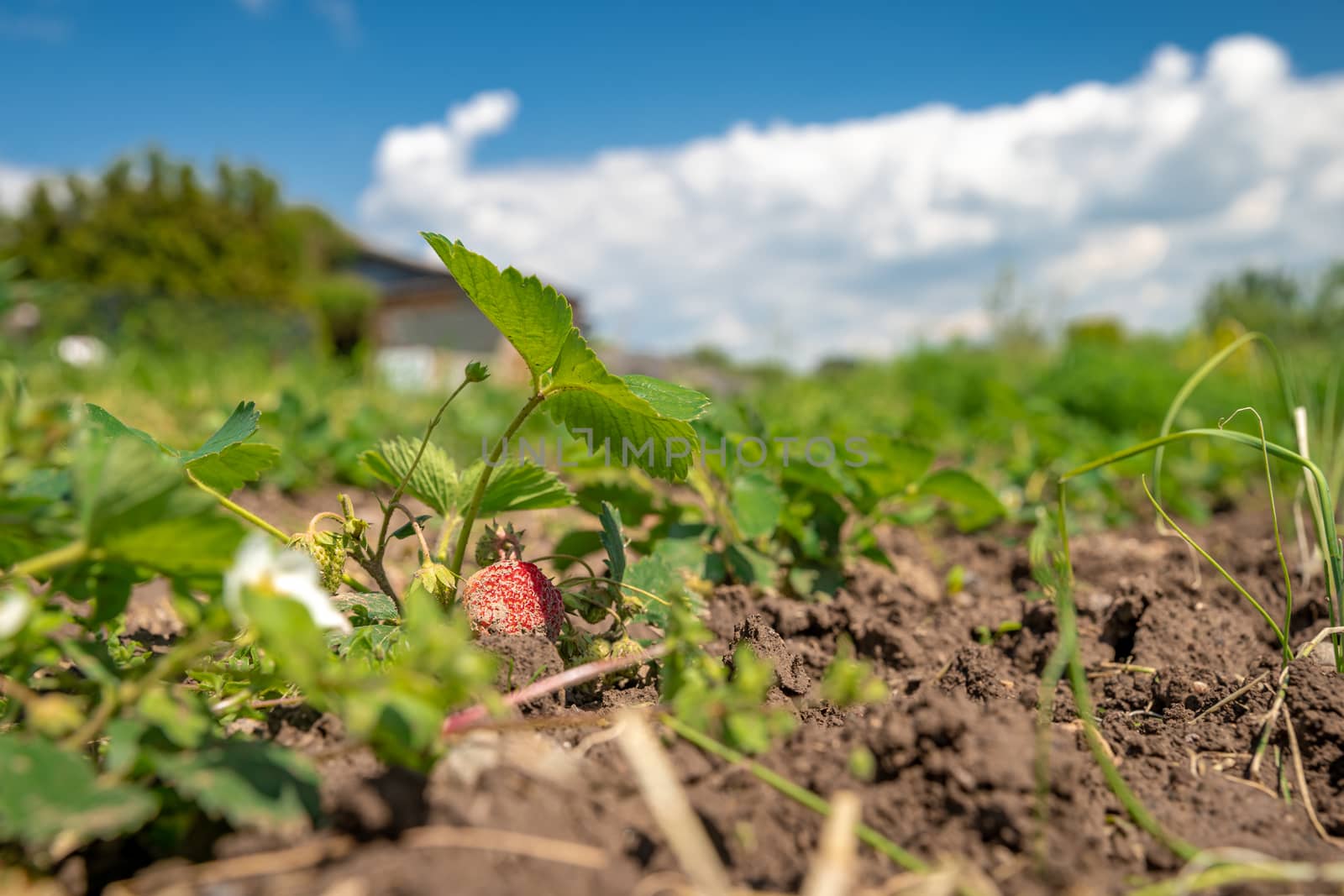 flowering strawberry plant in the field on an organic farm.