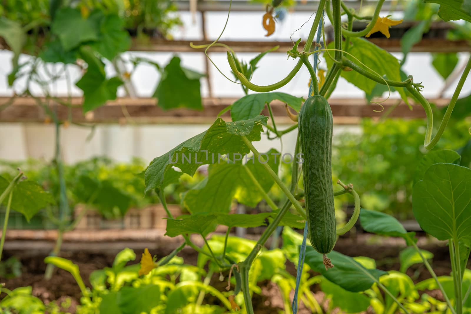 green cucumbers growing in a greenhouse on the farm, healthy vegetables without pesticide, organic product.