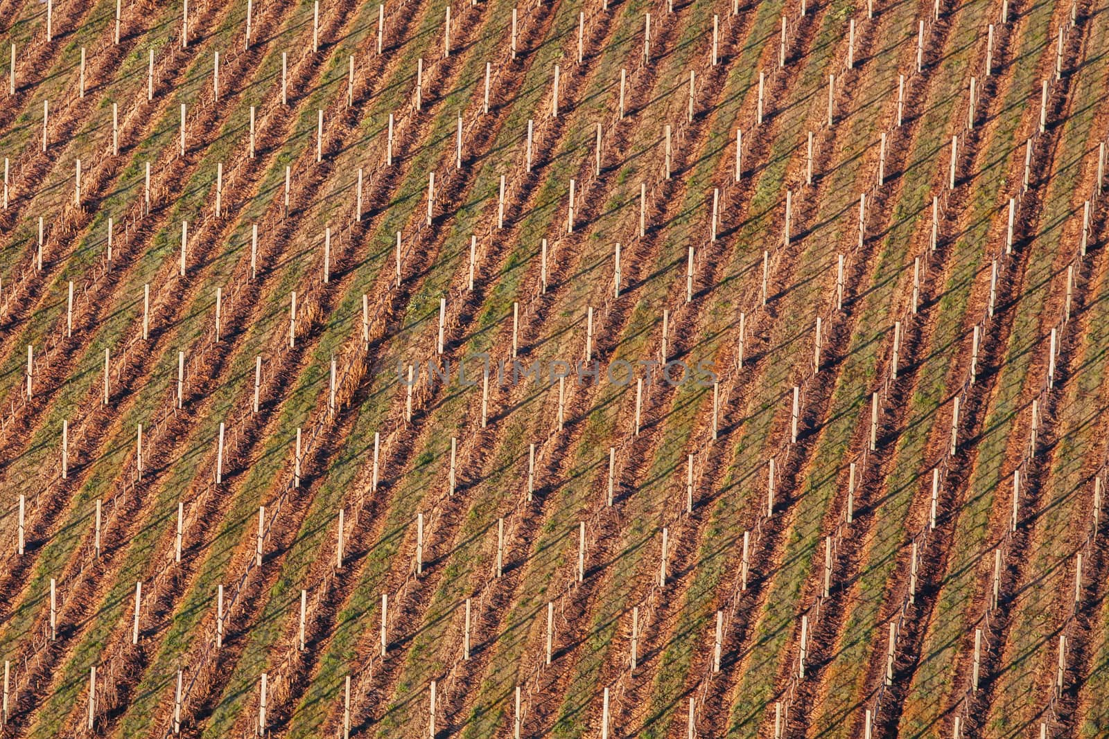 Rows of vines in a vineyard in the Yarra Valley in Victoria, Australia