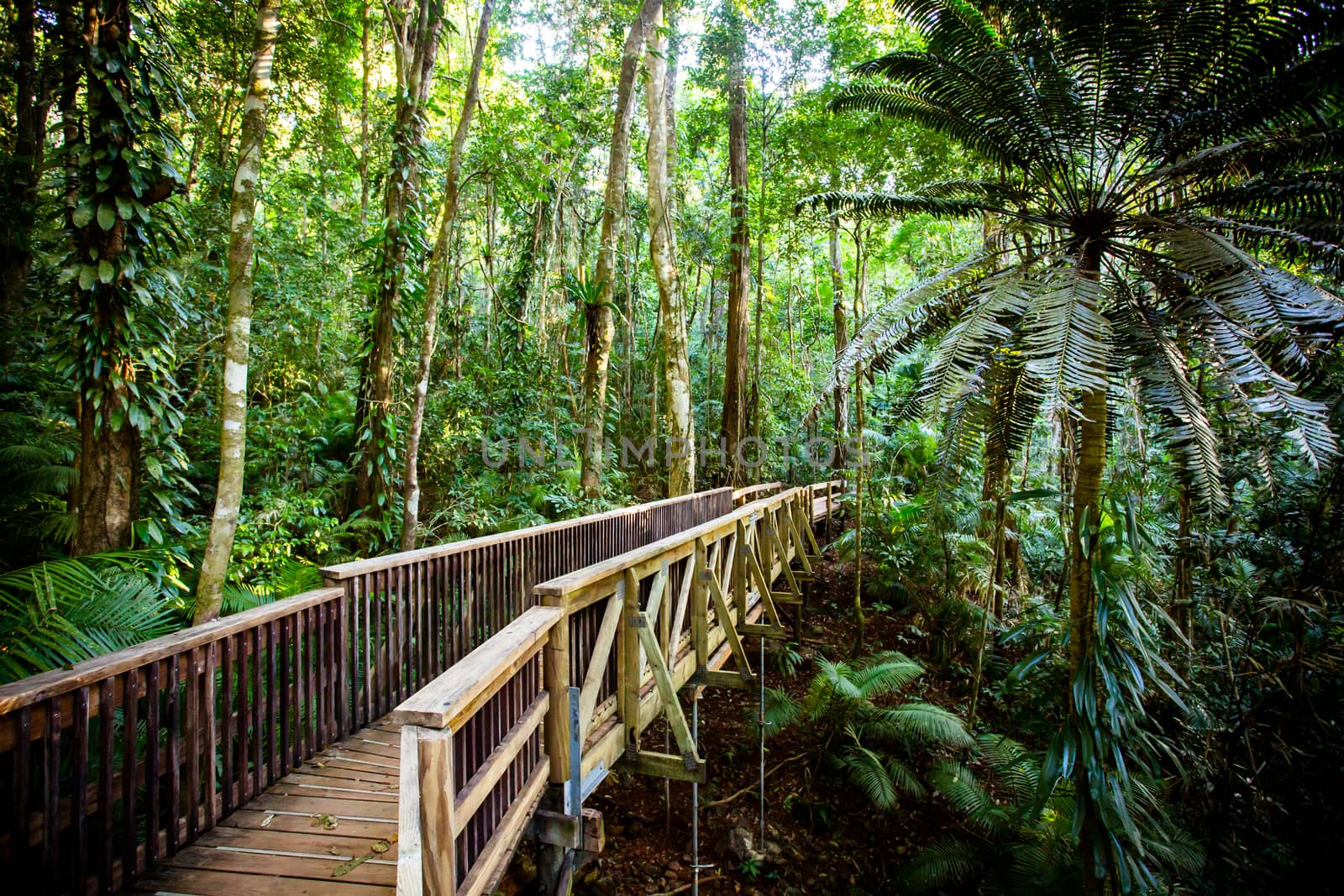 The famous Jindalba Boardwalk thru ancient rainforest in the Daintree region of Queensland, Australia