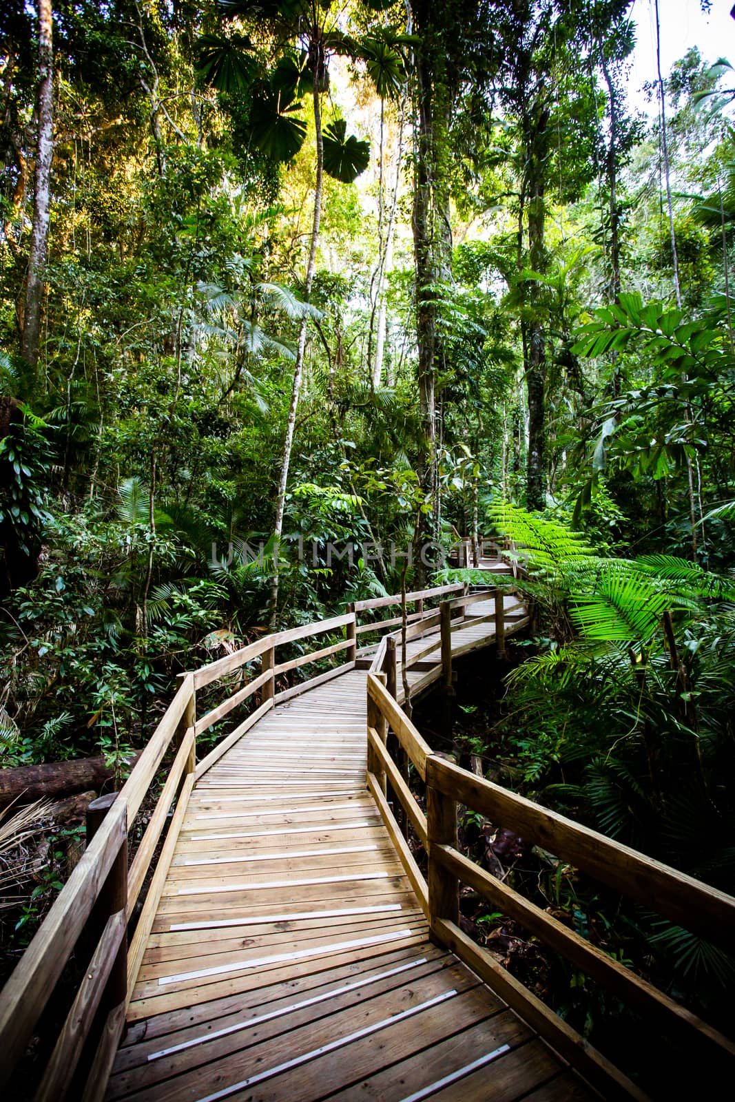 The Daintree Jindalba Boardwalk in Australia by FiledIMAGE