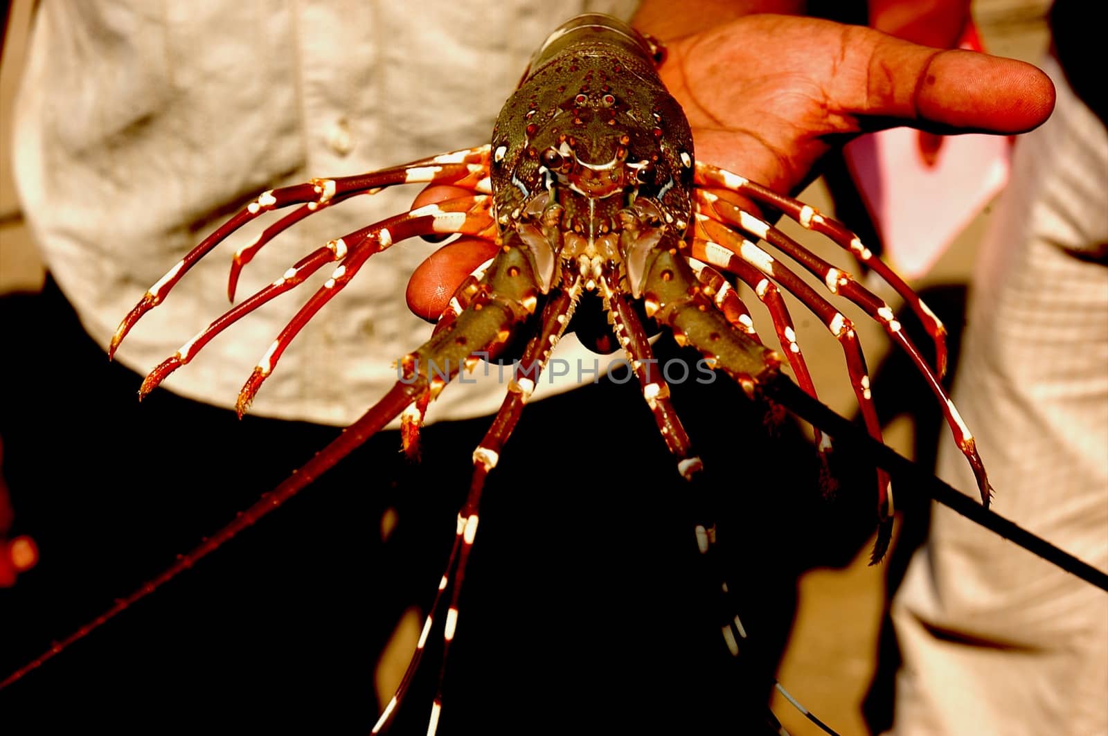 Lobster in a Hand