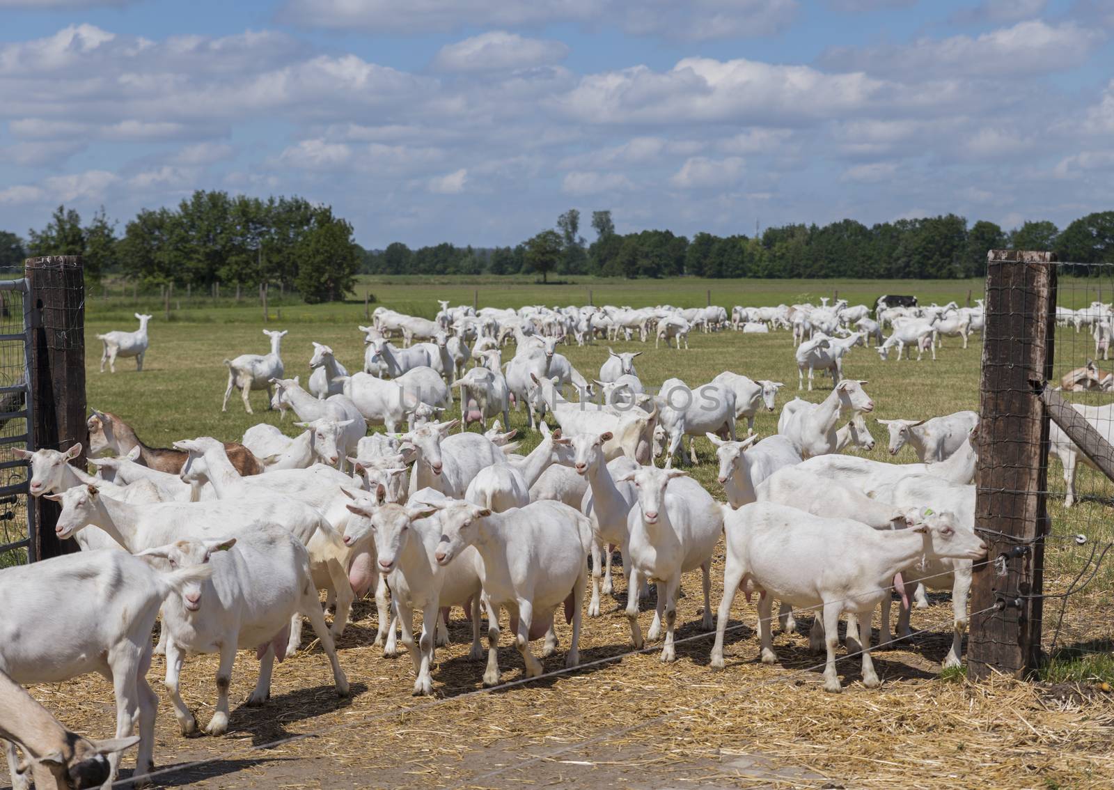 Goats eating grasses on high grassland,in Holland  by compuinfoto