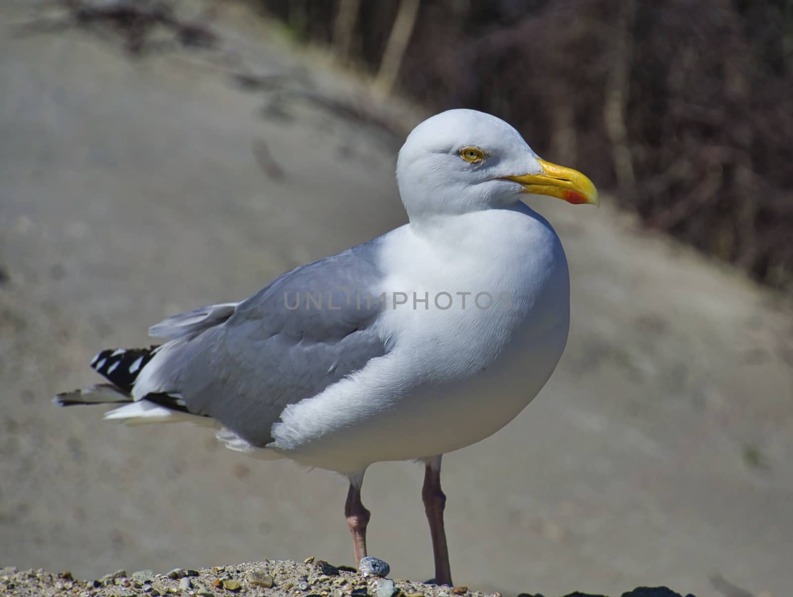 Single european herring gull on heligoland - island Dune - North beach - Larus argentatus