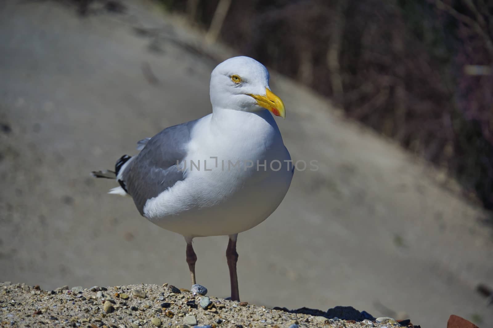 Single european herring gull on heligoland - island Dune - North beach - Larus argentatus