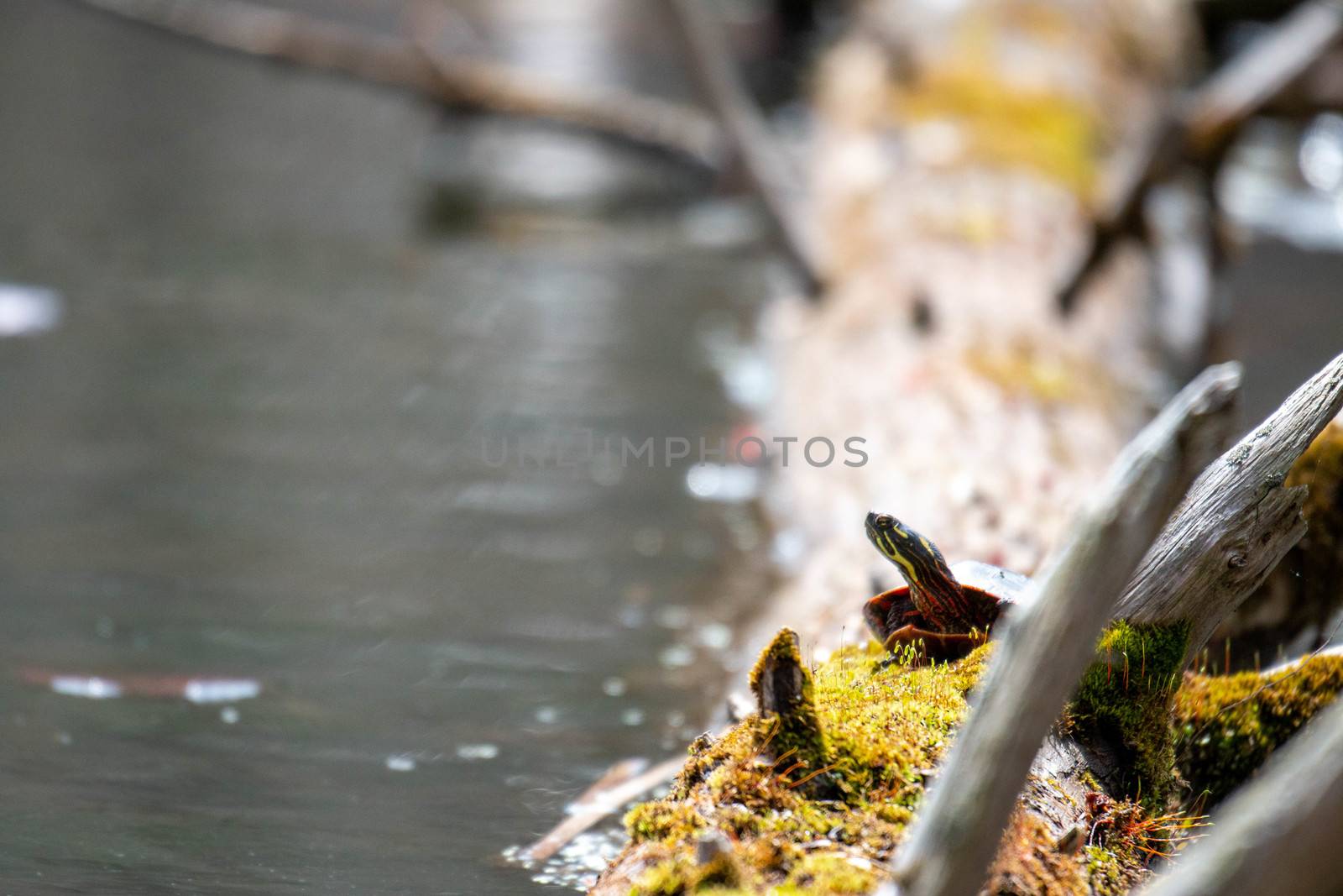 Midland Painted Turtle (Chrysemys picta marginata) Basking on a Log Surrounded by Lily Pads - Pinery Provincial Park, Ontario, Canada by mynewturtle1