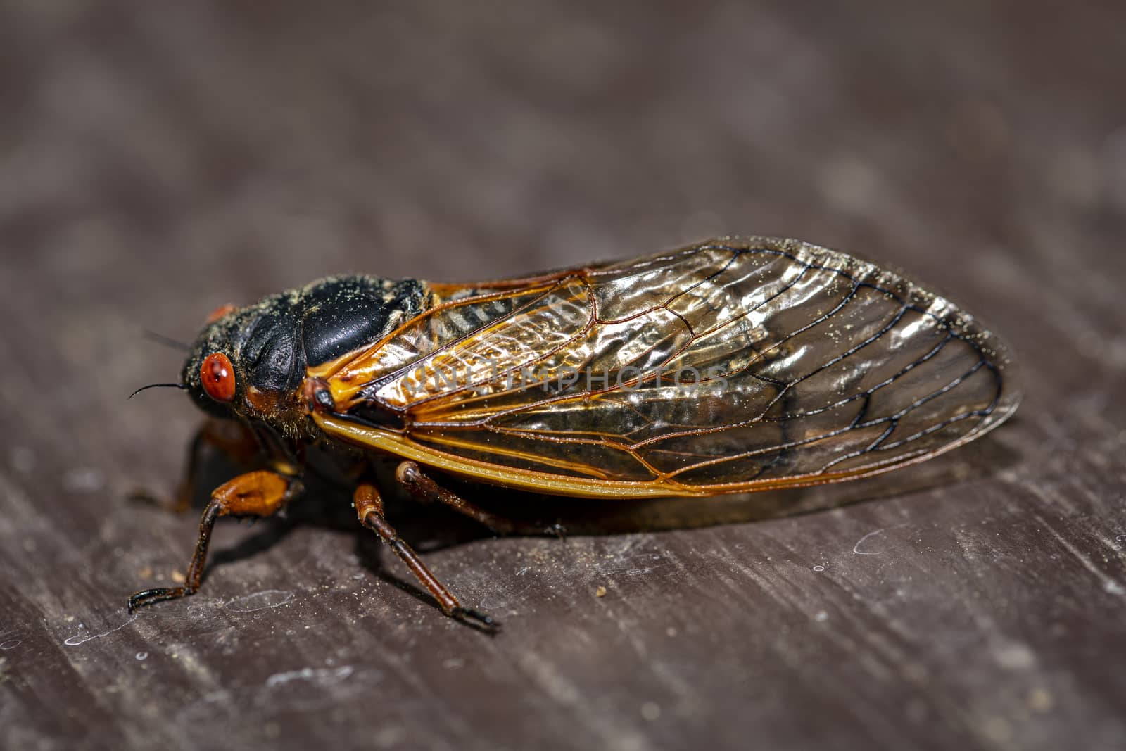 Side view of Brood IX 17 year cicada, highlighting translucent wing structure.