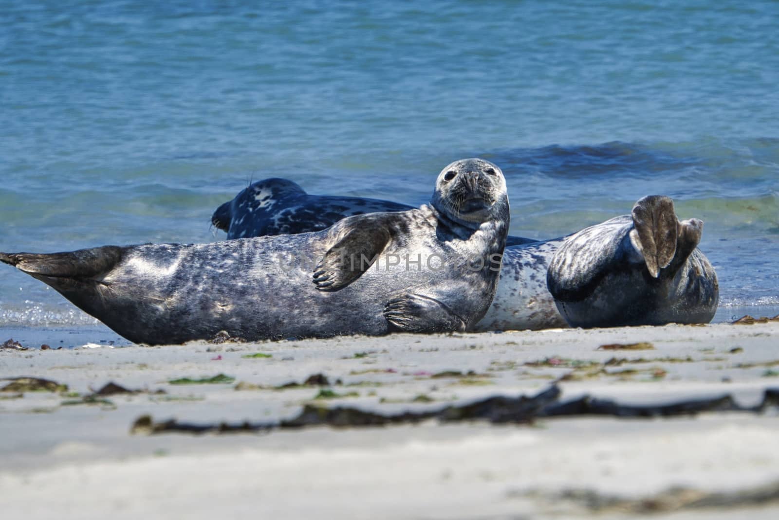 Wijd Grey seal on the north beach of Heligoland - island Dune i- Northsea - Germany