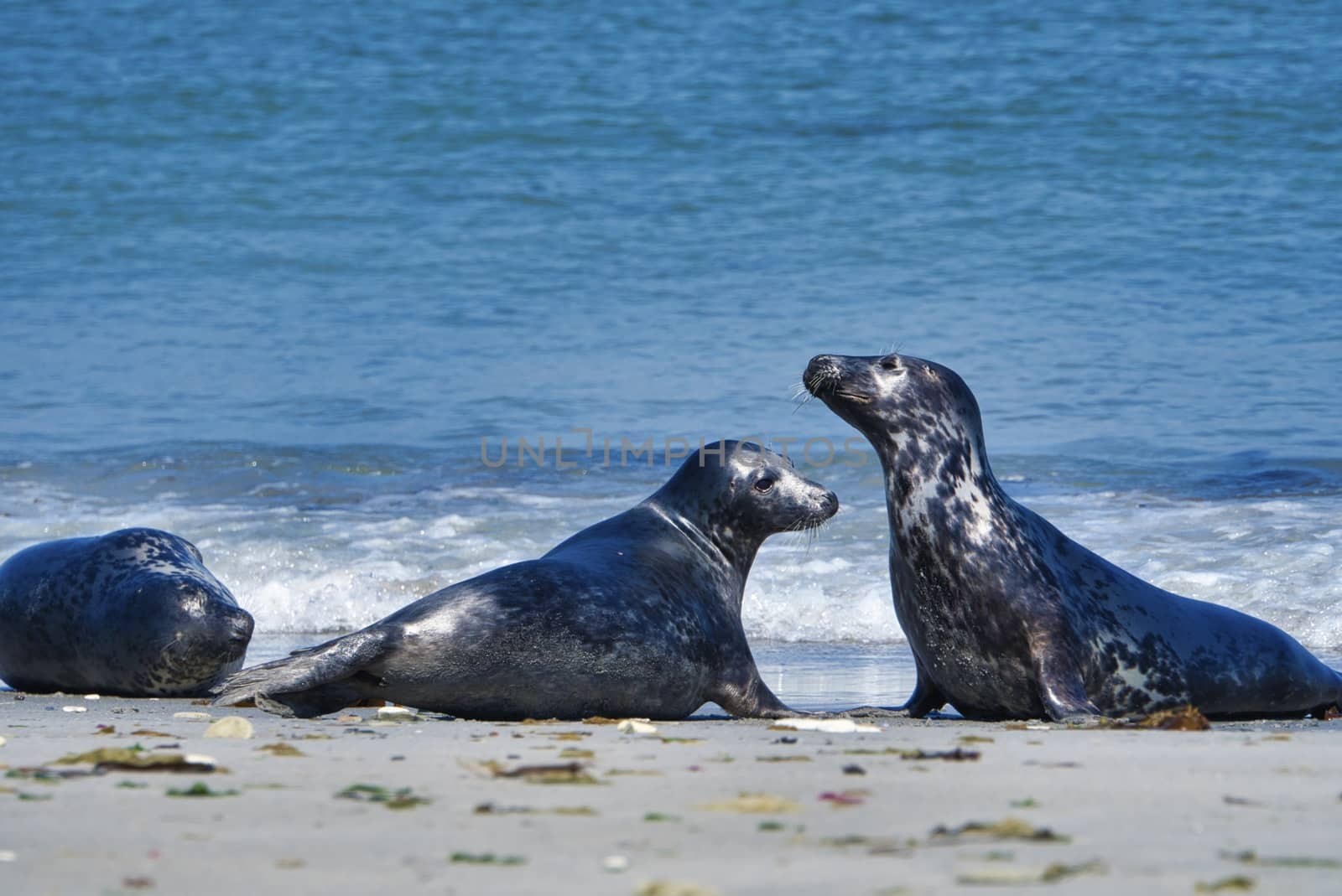 Wijd Grey seal on the north beach of Heligoland - island Dune i- Northsea - Germany