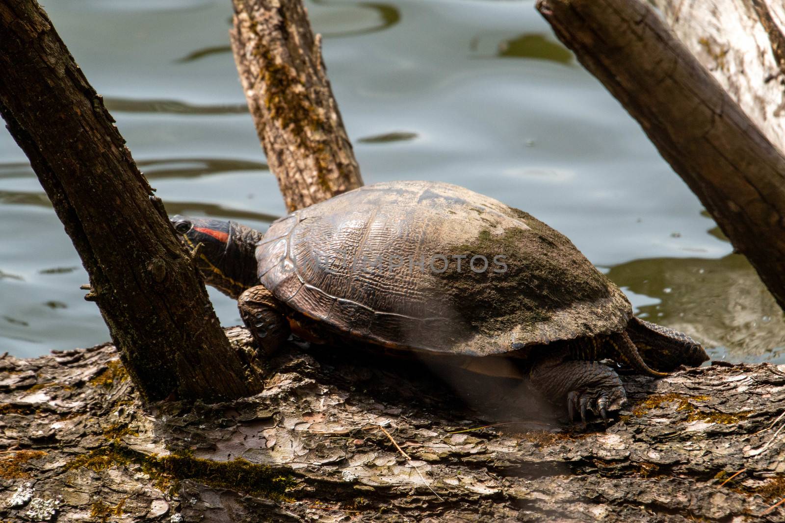 Midland Painted Turtle (Chrysemys picta marginata) Basking on a Log Surrounded by Lily Pads - Pinery Provincial Park, Ontario, Canada by mynewturtle1