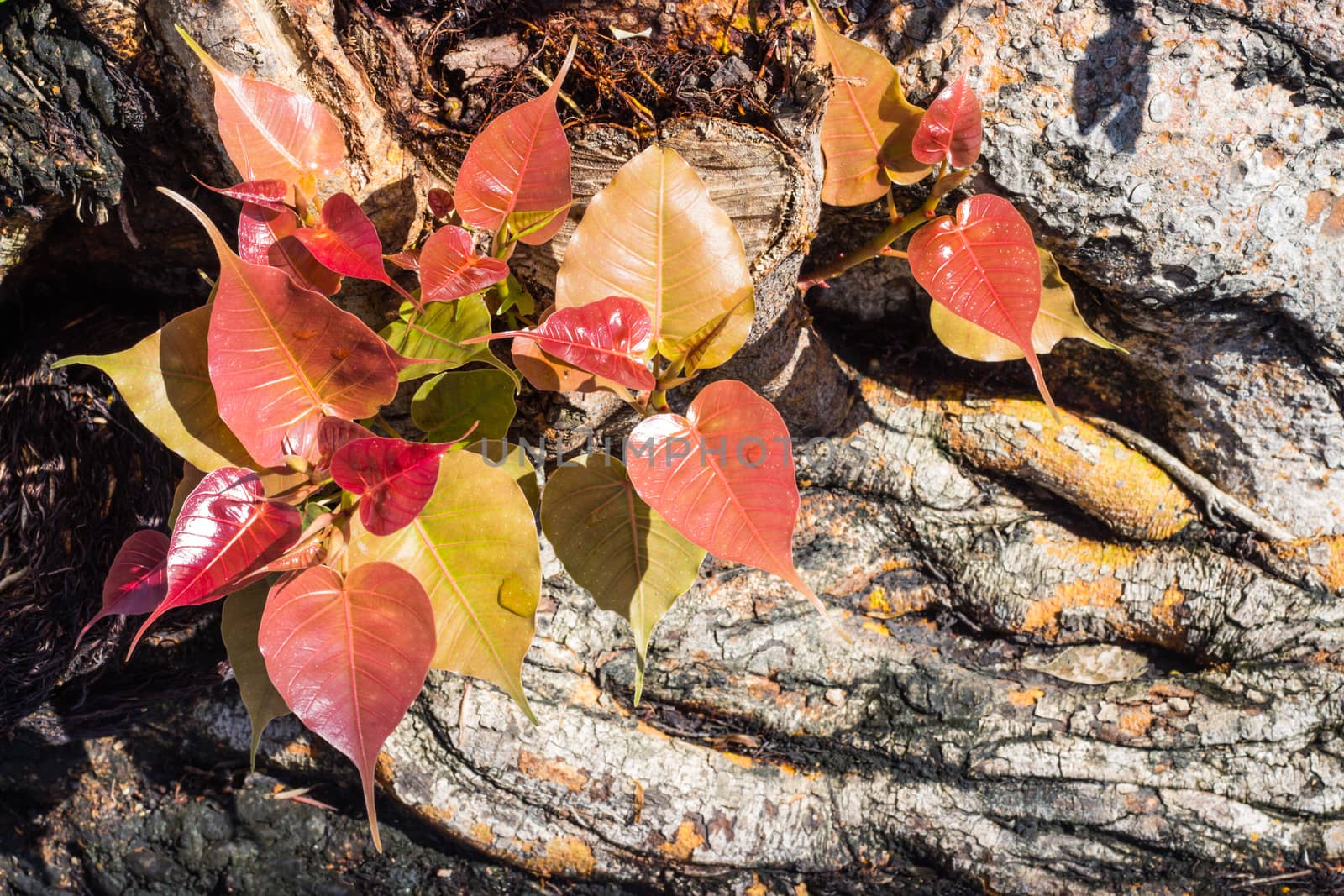 Young leaves of the beautiful and colorful Bodhi tree when exposed to the morning sunlight, Bodhi tree is a symbol that related to many Asian believes.