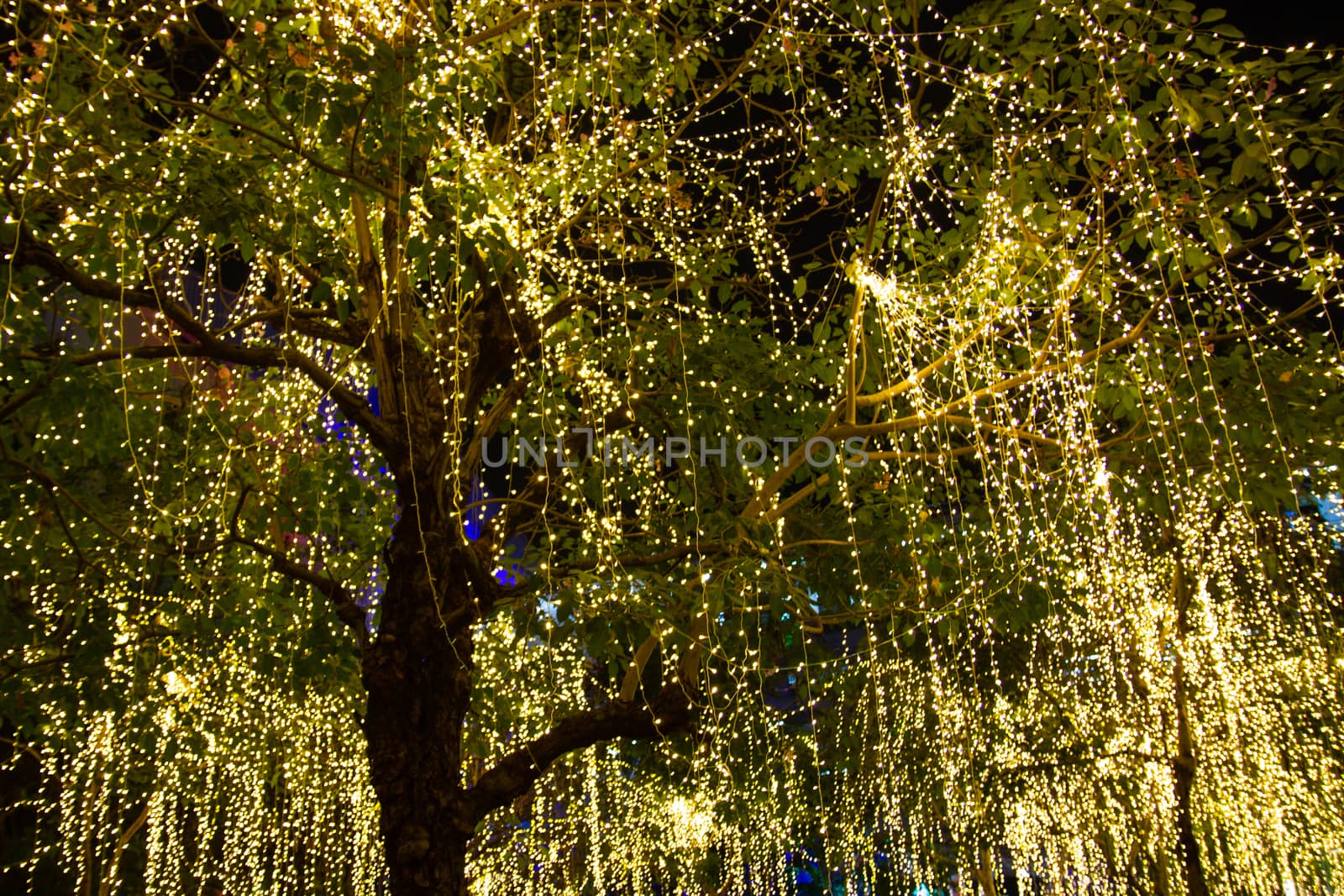 cable of string led lights on tree in the garden at night time used for decorating for beauty According to important festivals

