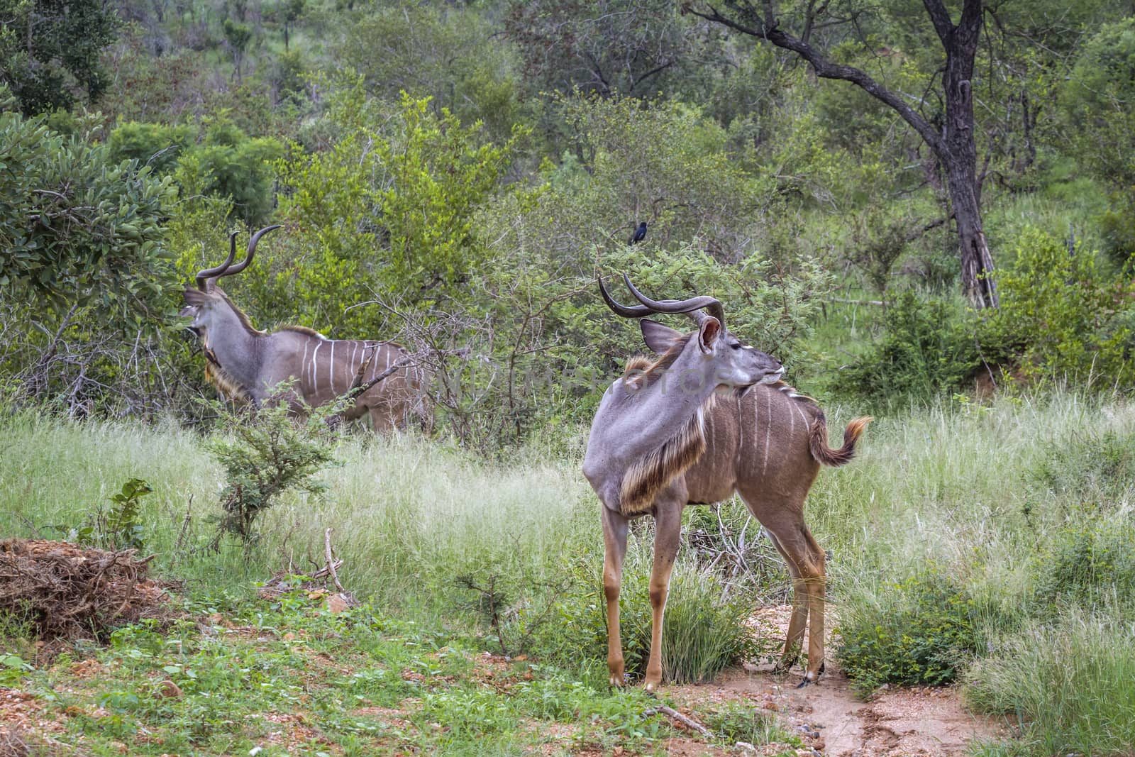 Greater kudu in Kruger National park, South Africa by PACOCOMO